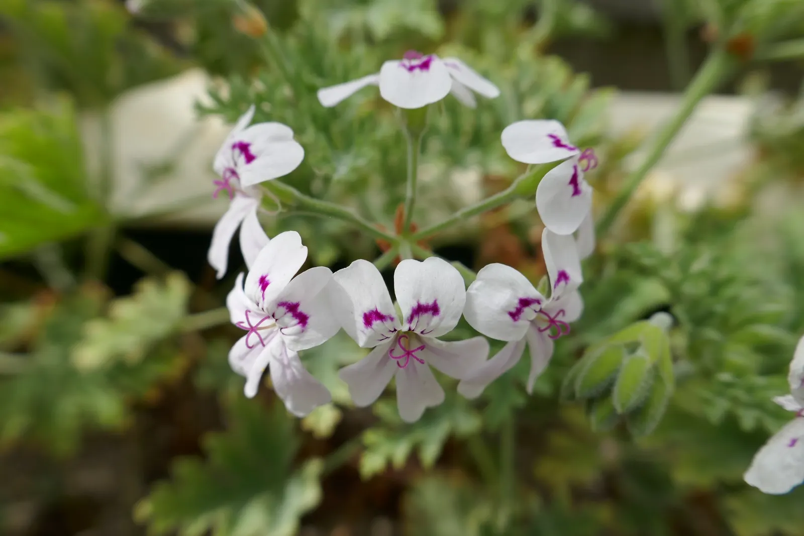 Rose Geranium (Pelargonium Graveolens) — Due to its tolerance for occasional dry spells; providing clients with a multifunctional plant in their landscape
