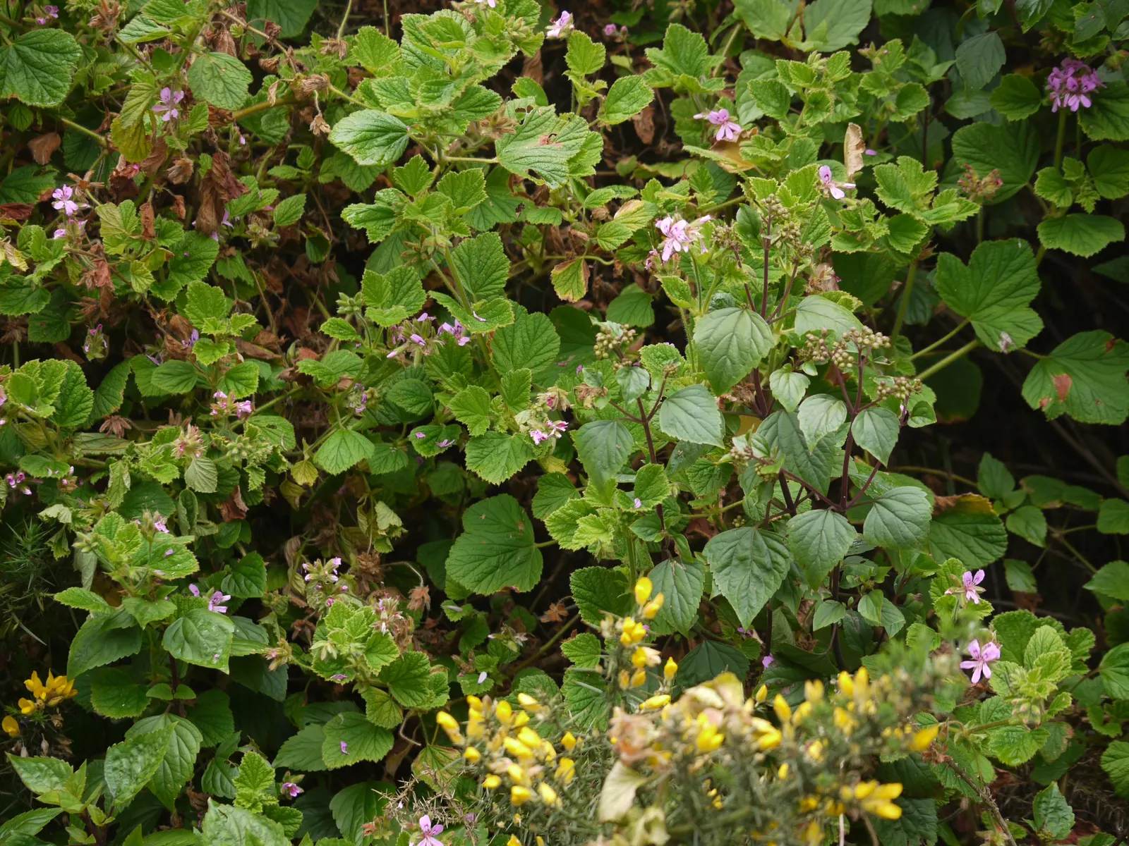 Rose Geranium (Pelargonium Graveolens) — this plant features deeply lobed