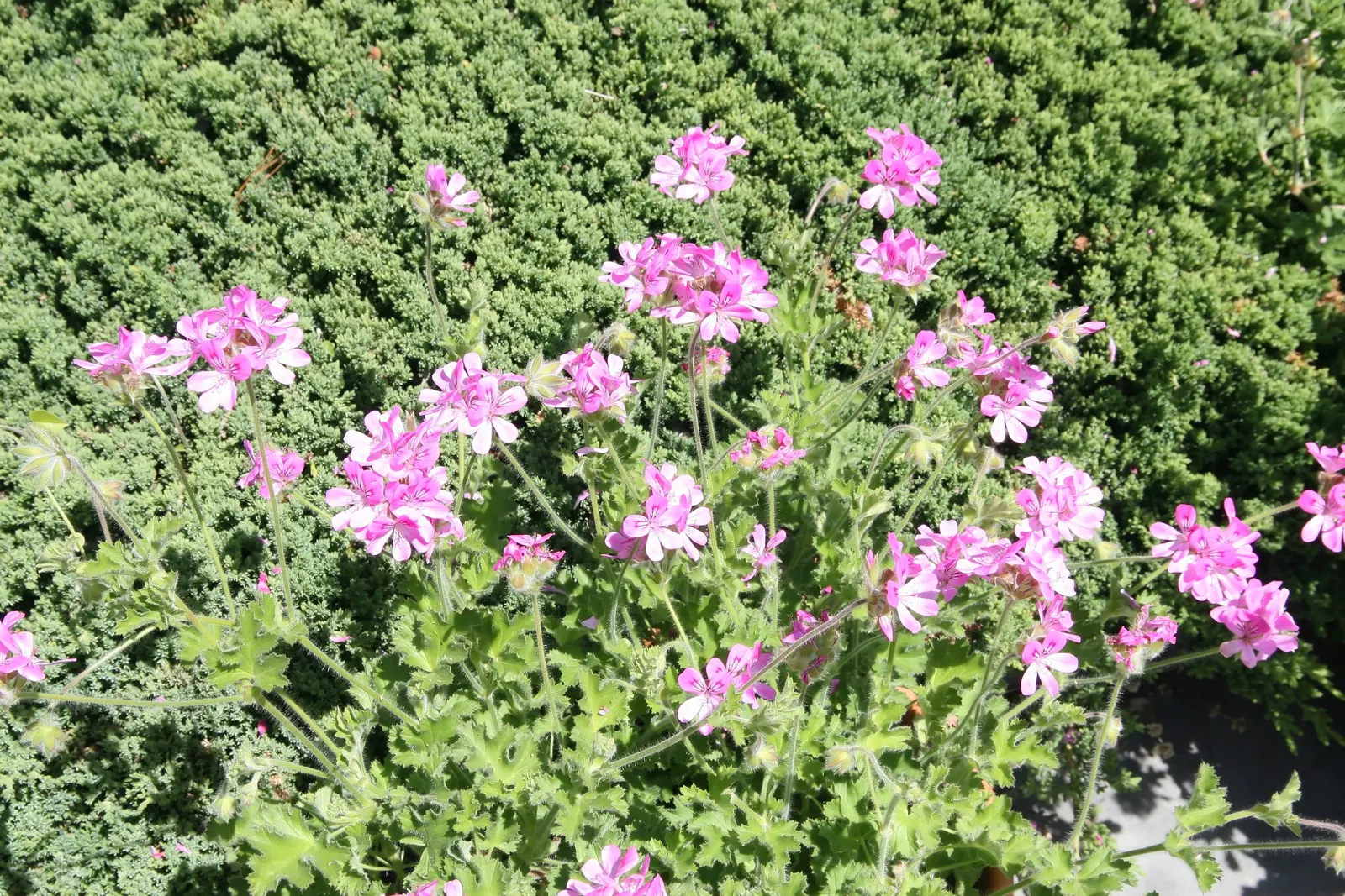 Rose Geranium (Pelargonium Graveolens) — it boasts clusters of small pink flowers that add a subtle splash of color to garden spaces