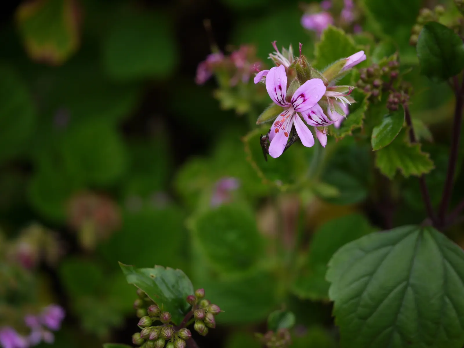Rose Geranium (Pelargonium Graveolens) — it fares well in zones 10-11 and can be planted in well-draining; it requires regular watering and, image 83