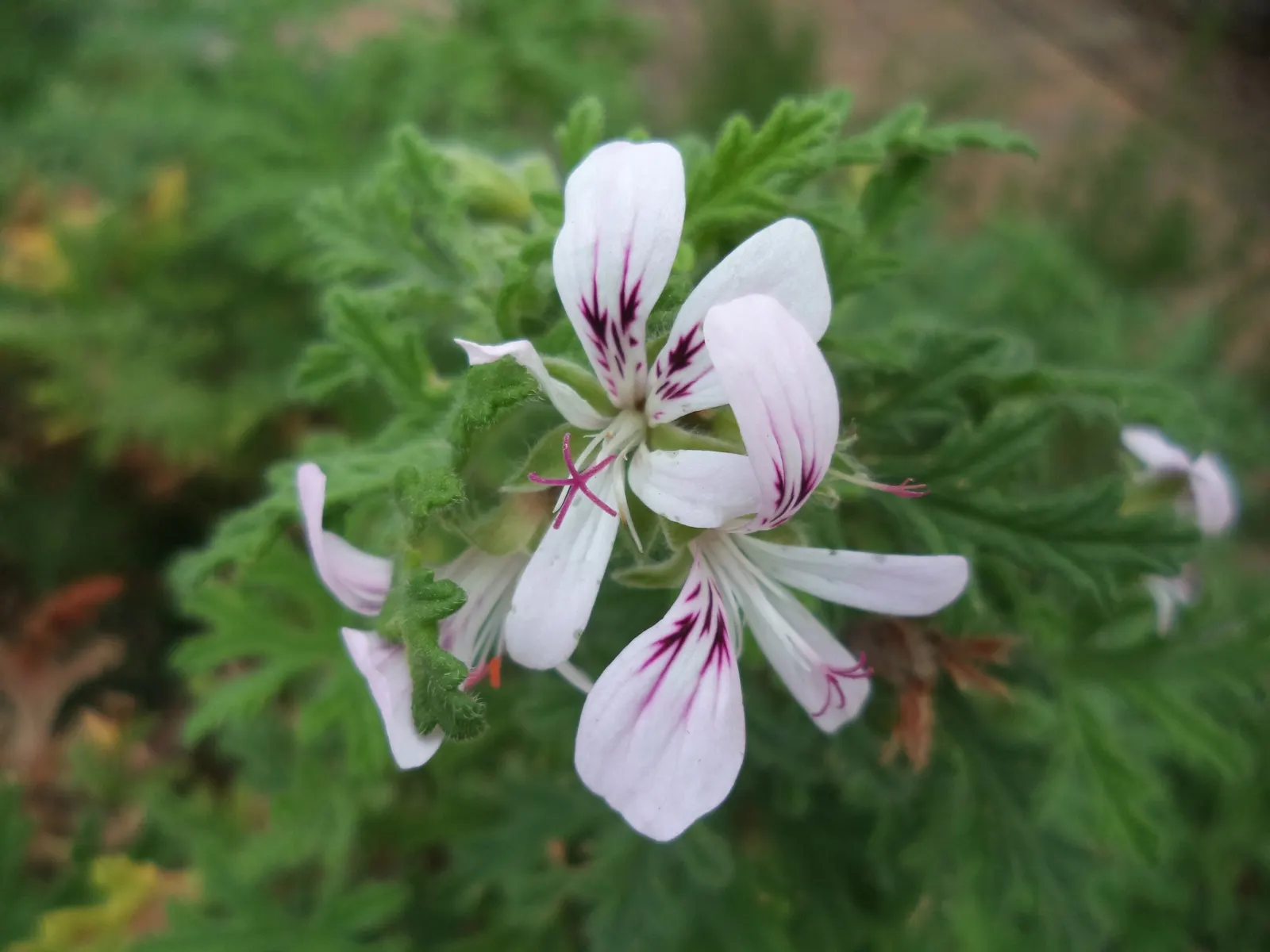 Rose Geranium (Pelargonium Graveolens) — preferring around 6 hours of direct exposure daily.<br><br>For a landscape designer; it enjoys full to partial sunlight