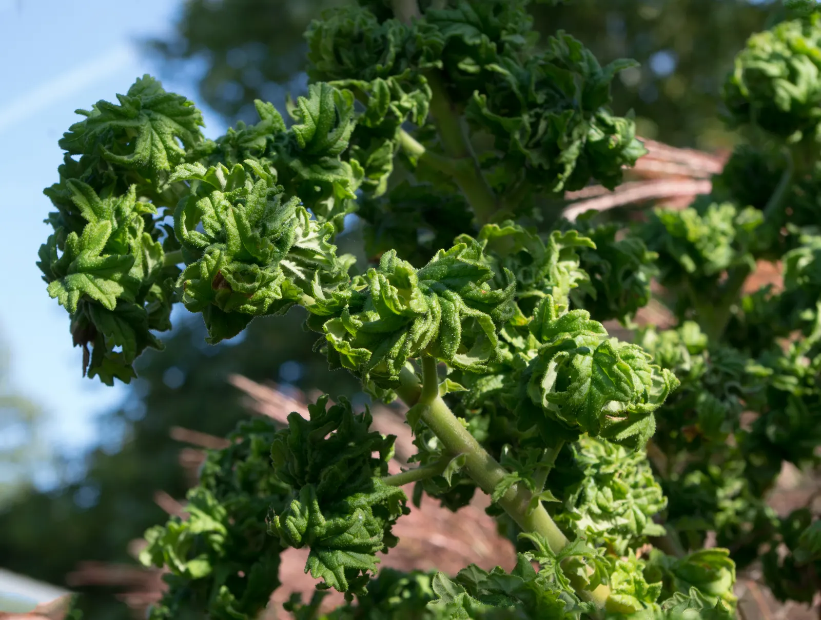 Rose Geranium (Pelargonium Graveolens) — scientifically named Pelargonium graveolens; this ornamental boasts soft, lobed leaves and delicate pink, image 51