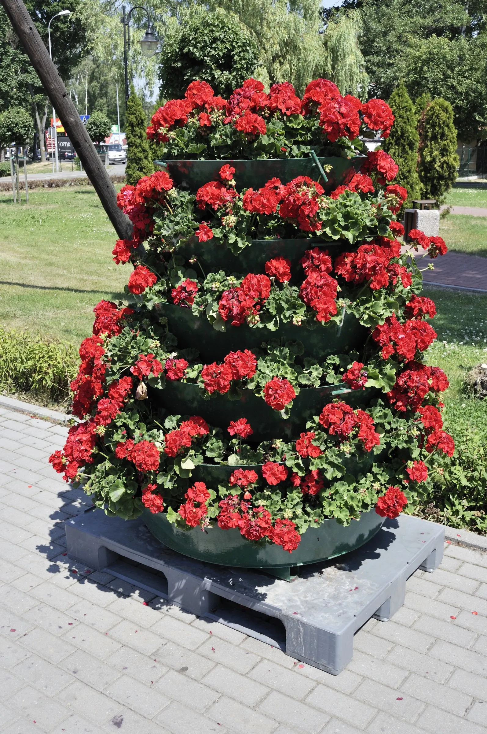 Rose Geranium (Pelargonium Graveolens) — it requires regular watering and occasional pruning to maintain shape and promote bushier growth; it fares, image 72