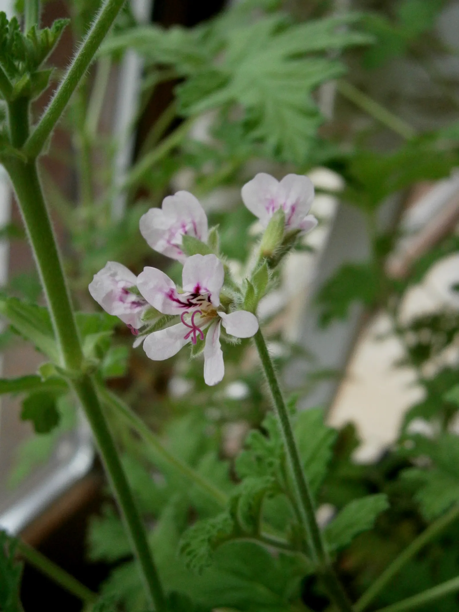Rose Geranium (Pelargonium Graveolens) — Pelargonium graveolens, or Rose Geranium, is a fragrant perennial shrub reaching 2-3 feet tall and wide, image 67