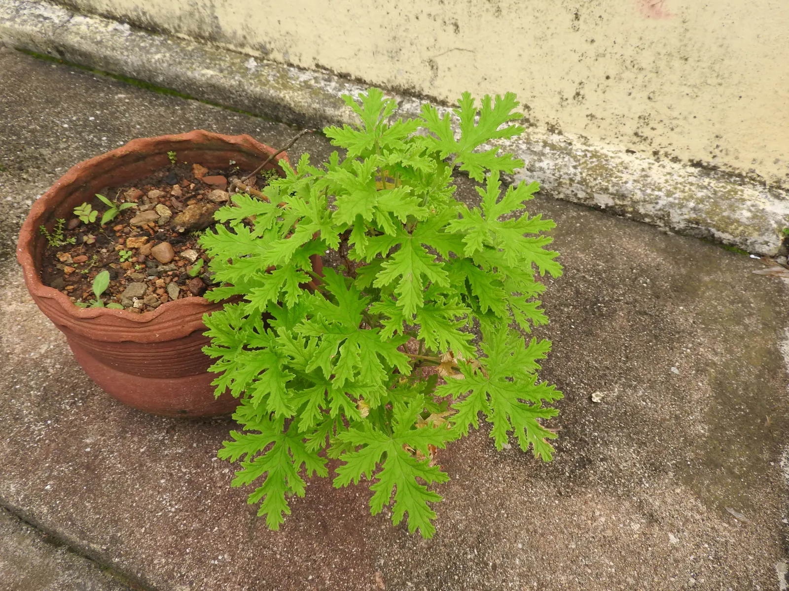 Rose Geranium (Pelargonium Graveolens) — Originating from South Africa; this plant features deeply lobed