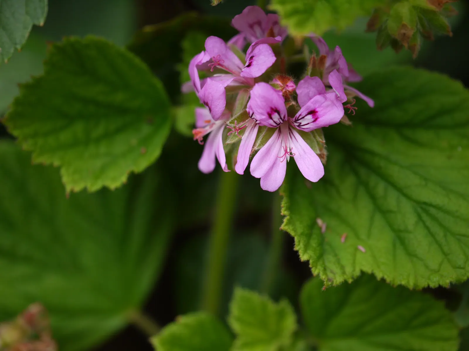 Rose Geranium (Pelargonium Graveolens) — scientifically named Pelargonium graveolens; this ornamental boasts soft, lobed leaves and delicate pink, image 73