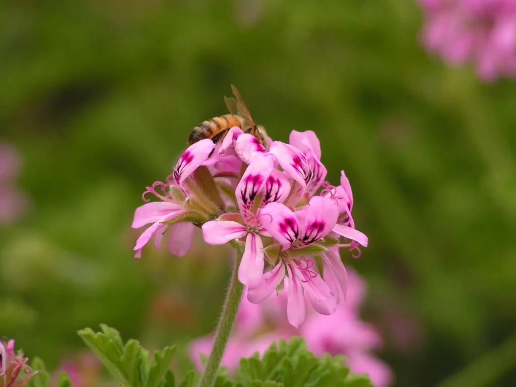 Rose Geranium (Pelargonium Graveolens) — it fares well in zones 10-11 and can be planted in well-draining; it requires regular watering and occasional pruning