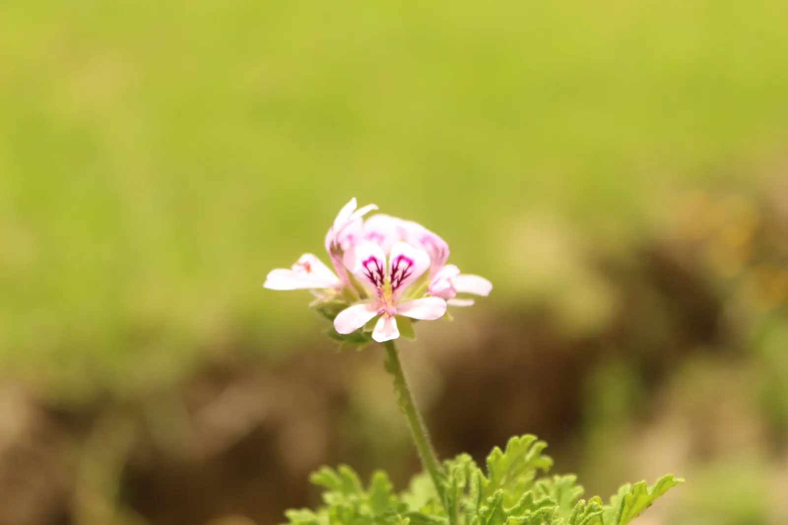 Rose Geranium (Pelargonium Graveolens) — it boasts clusters of small pink flowers that add a subtle splash of color to garden spaces; ground cover, image 57