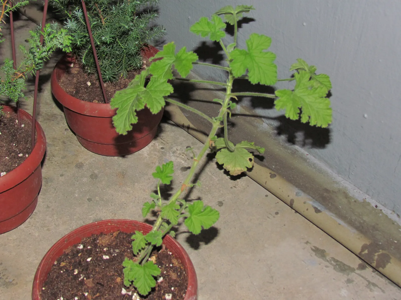 Rose Geranium (Pelargonium Graveolens) — Due to its tolerance for occasional dry spells; providing clients with a multifunctional plant in their, image 82