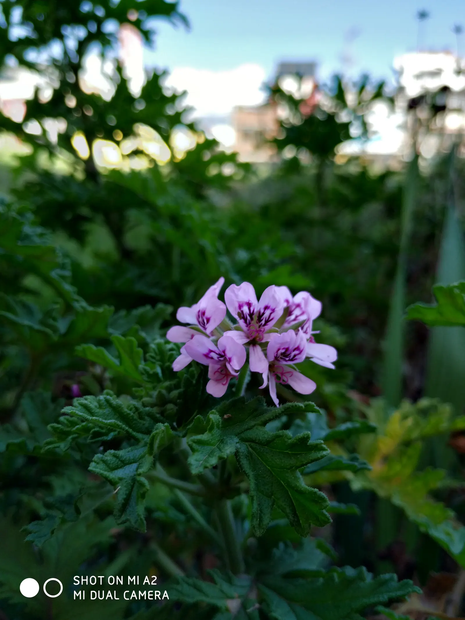Rose Geranium (Pelargonium Graveolens) — Due to its tolerance for occasional dry spells; providing clients with a multifunctional plant in their, image 60