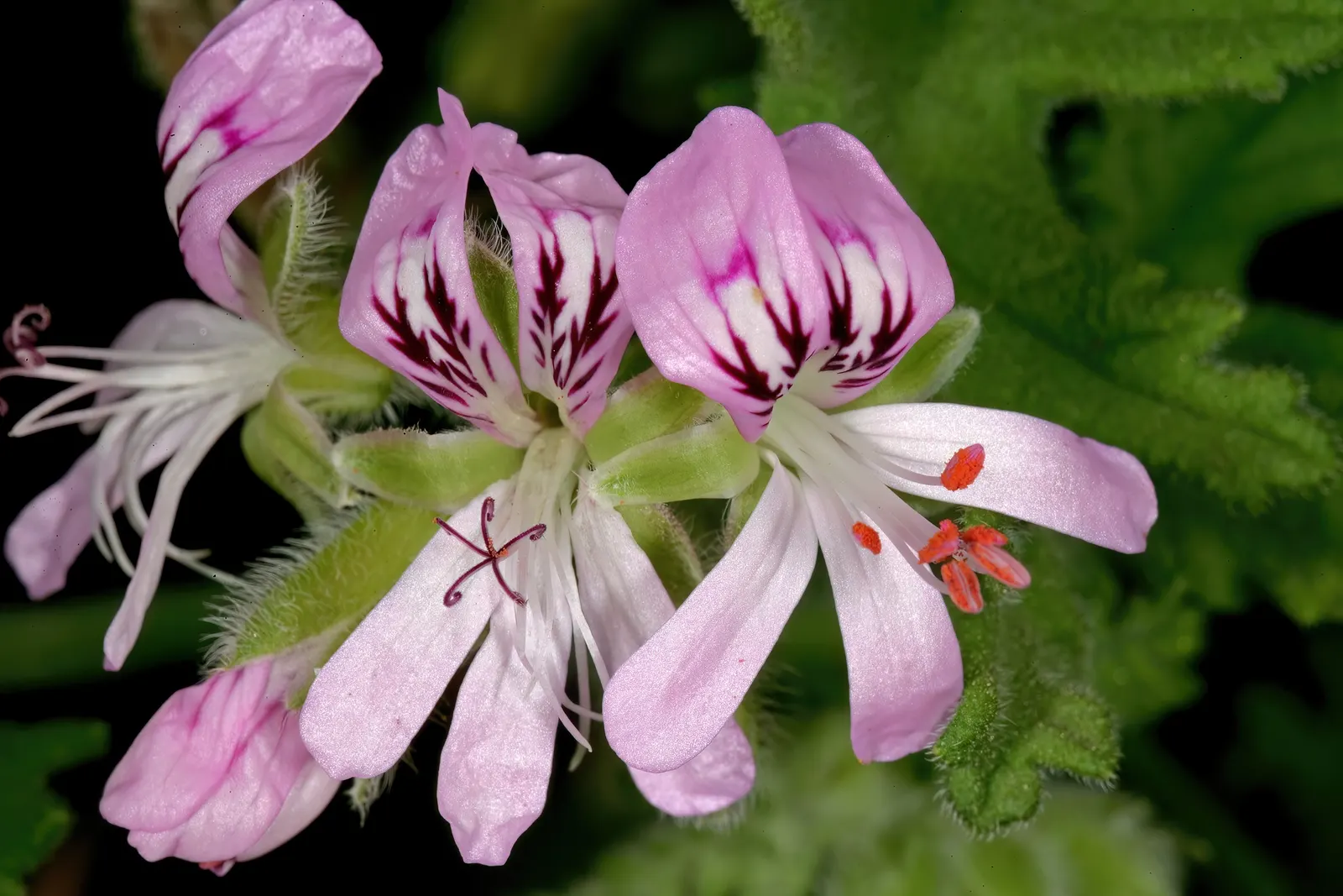 Rose Geranium (Pelargonium Graveolens) — loamy soil with a neutral to slightly acidic pH; it boasts clusters of small pink flowers that add a, image 62