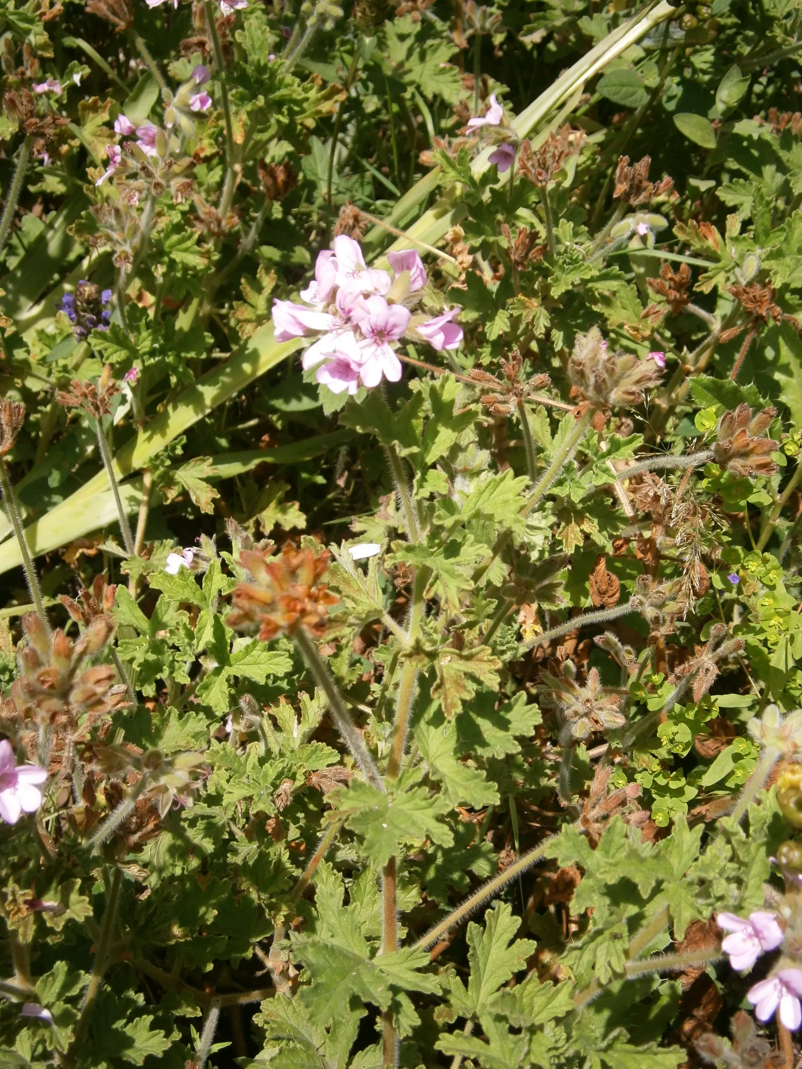 Rose Geranium (Pelargonium Graveolens) — soft green leaves with a velvety texture; pelargonium graveolens, or Rose Geranium, is a fragrant, image 54