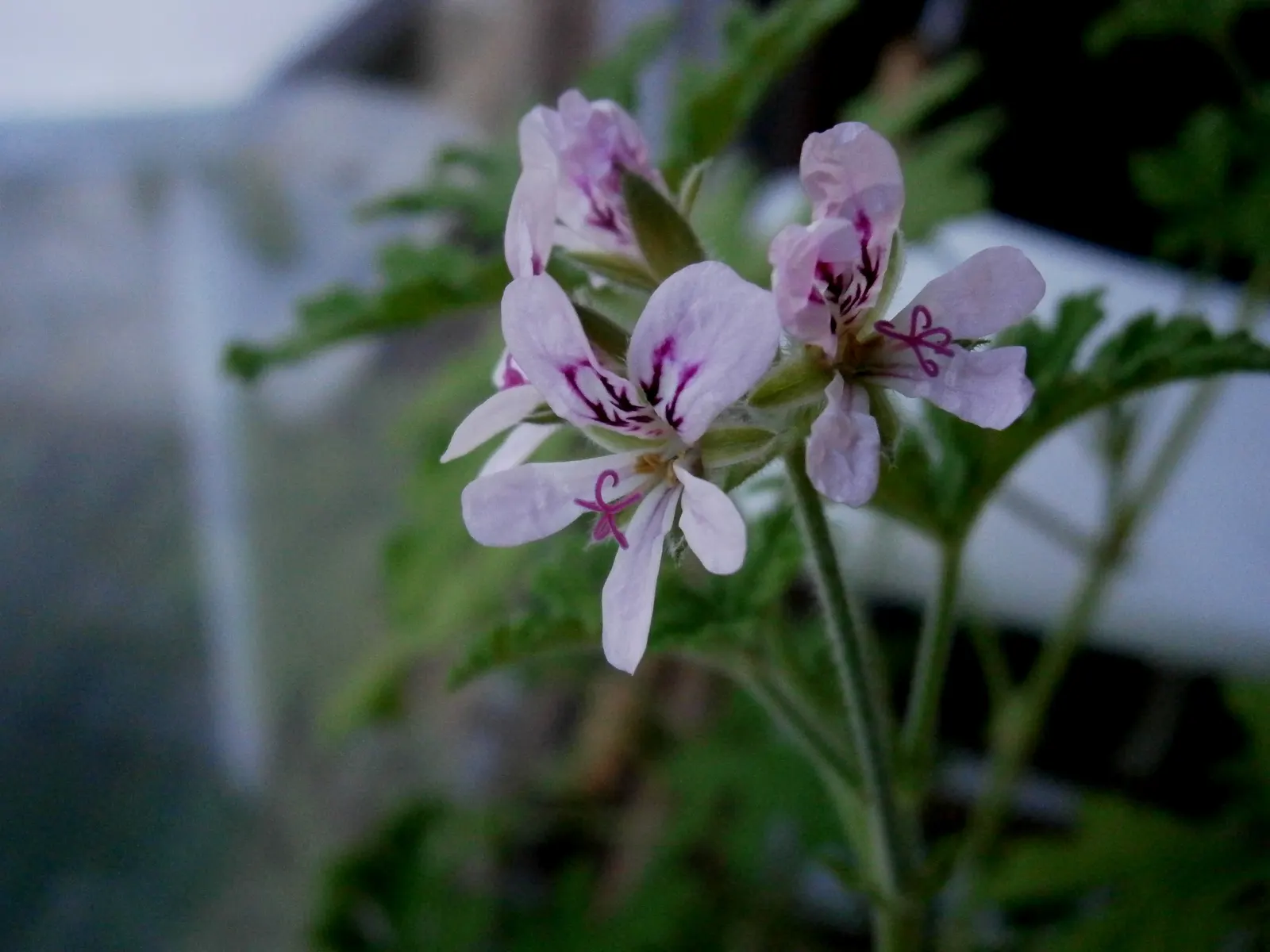 Rose Geranium (Pelargonium Graveolens) — providing clients with a multifunctional plant in their landscape