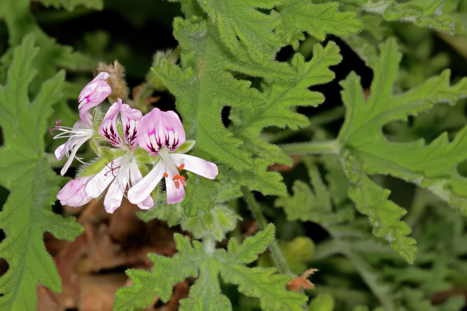 Rose Geranium (Pelargonium Graveolens) — soft green leaves with a velvety texture; pelargonium graveolens, or Rose Geranium, is a fragrant perennial shrub