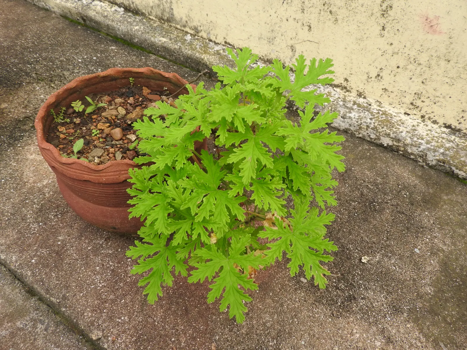 Rose Geranium (Pelargonium Graveolens) — Pelargonium graveolens, or Rose Geranium, is a fragrant perennial shrub reaching 2-3 feet tall and wide; thriving in