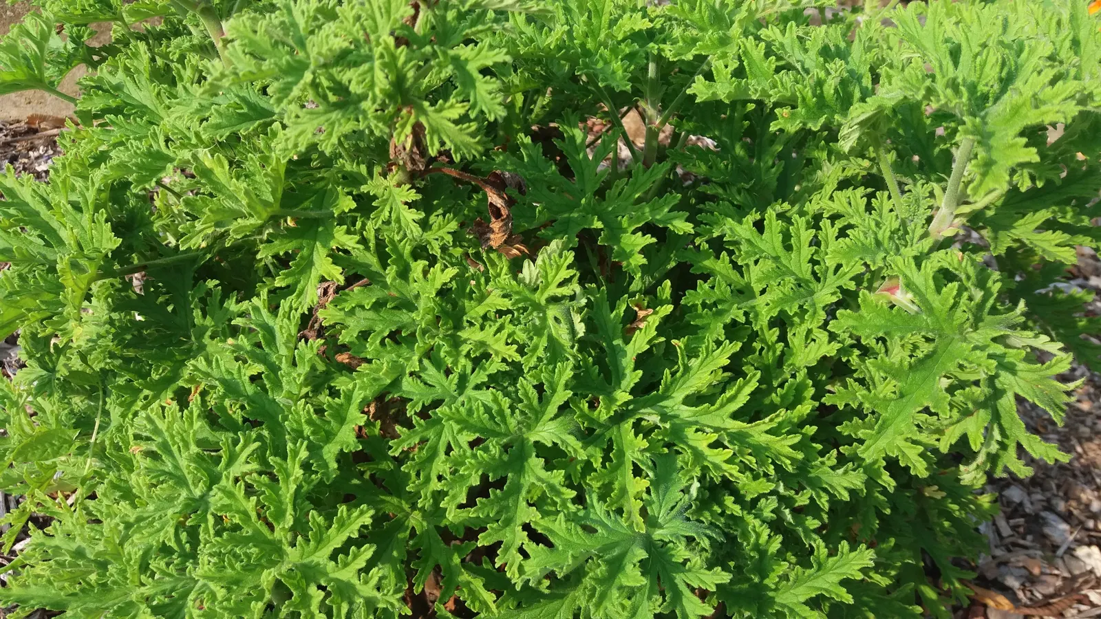 Rose Geranium (Pelargonium Graveolens) — Pelargonium graveolens, or Rose Geranium, is a fragrant perennial shrub reaching 2-3 feet tall and wide, image 89