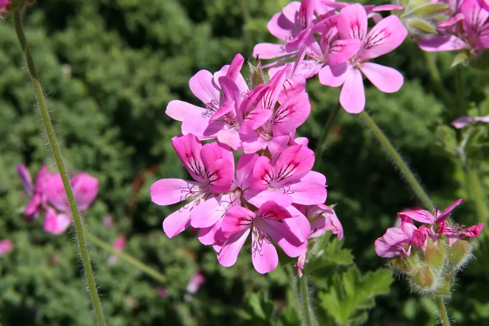 Rose Geranium (Pelargonium Graveolens) — the foliage can be used for essential oils; ideal for borders and scented gardens, image 64