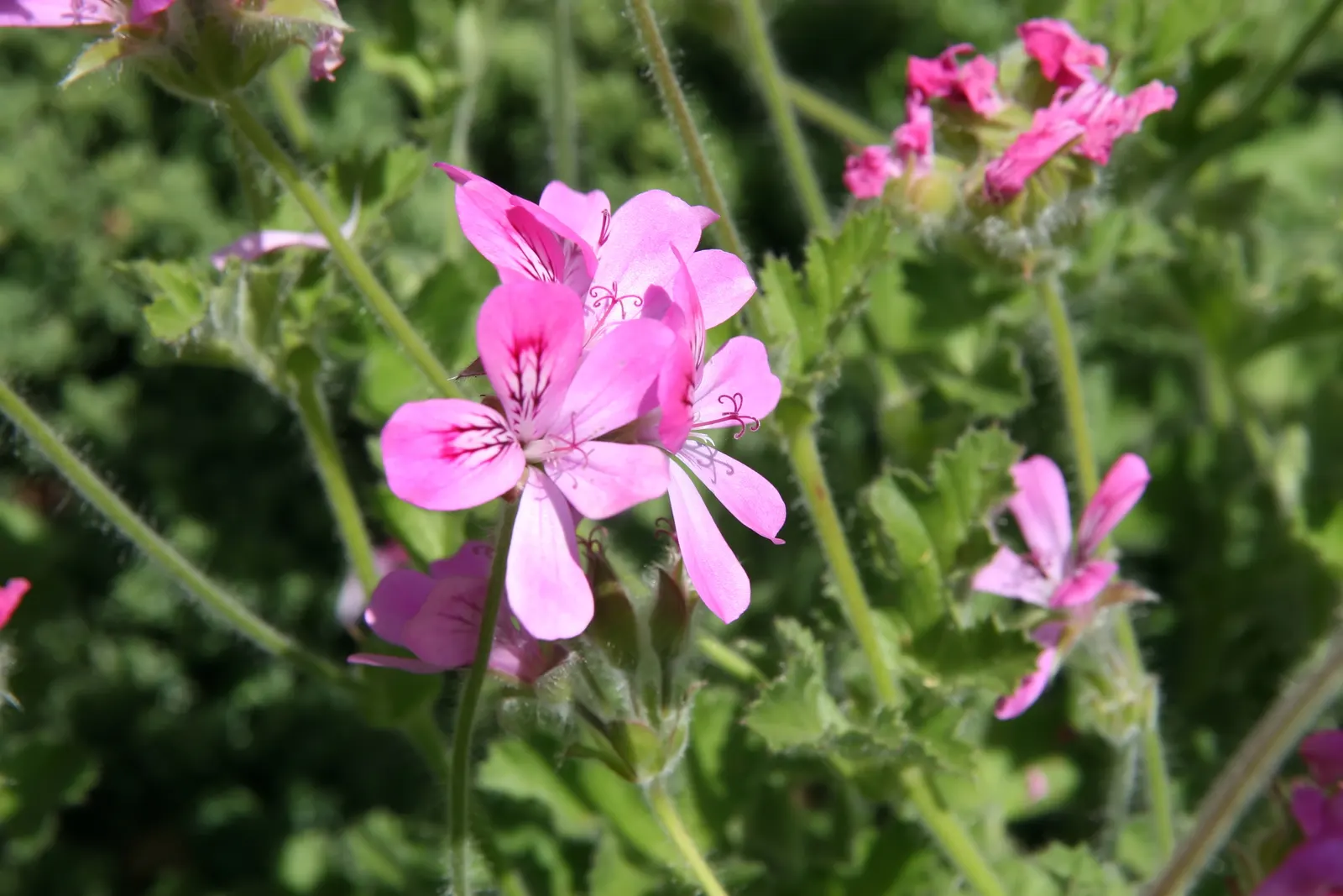 Rose Geranium (Pelargonium Graveolens) — preferring around 6 hours of direct exposure daily.<br><br>For a landscape designer; it enjoys full to, image 59