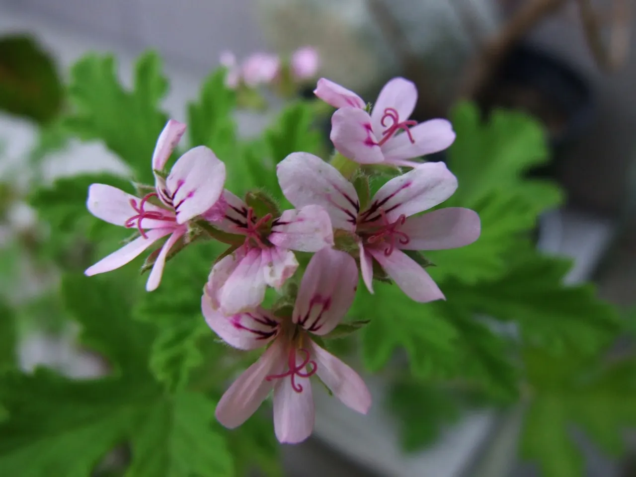 Rose Geranium (Pelargonium Graveolens) — Ideal for borders and scented gardens; soft green leaves with a velvety texture