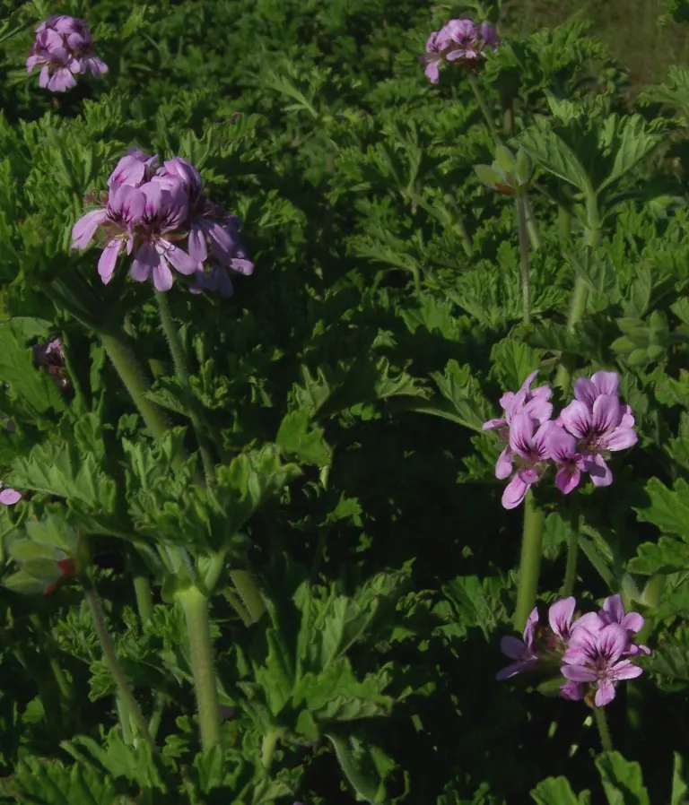 Rose Geranium (Pelargonium Graveolens) — Its rose-scented foliage is used in aromatherapy; loamy soil with a neutral to slightly acidic pH, image 91