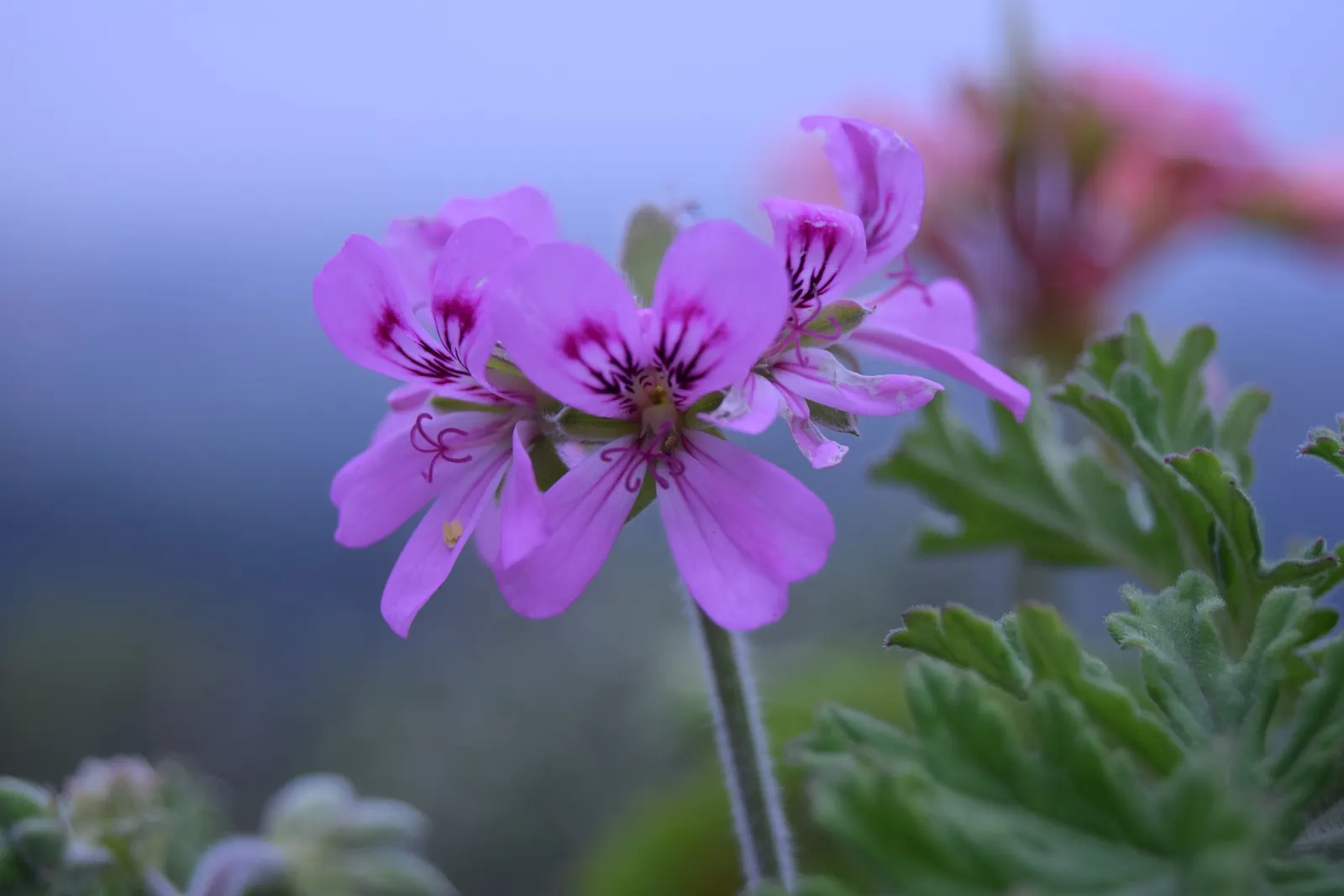 Rose Geranium (Pelargonium Graveolens) — ground cover / herb for full or half; where the fragrance can be enjoyed