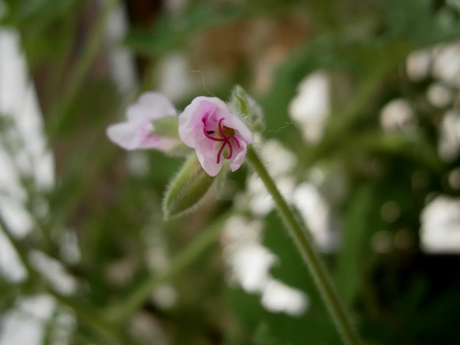Rose Geranium (Pelargonium Graveolens) — This ornamental boasts soft, lobed leaves and delicate pink flowers