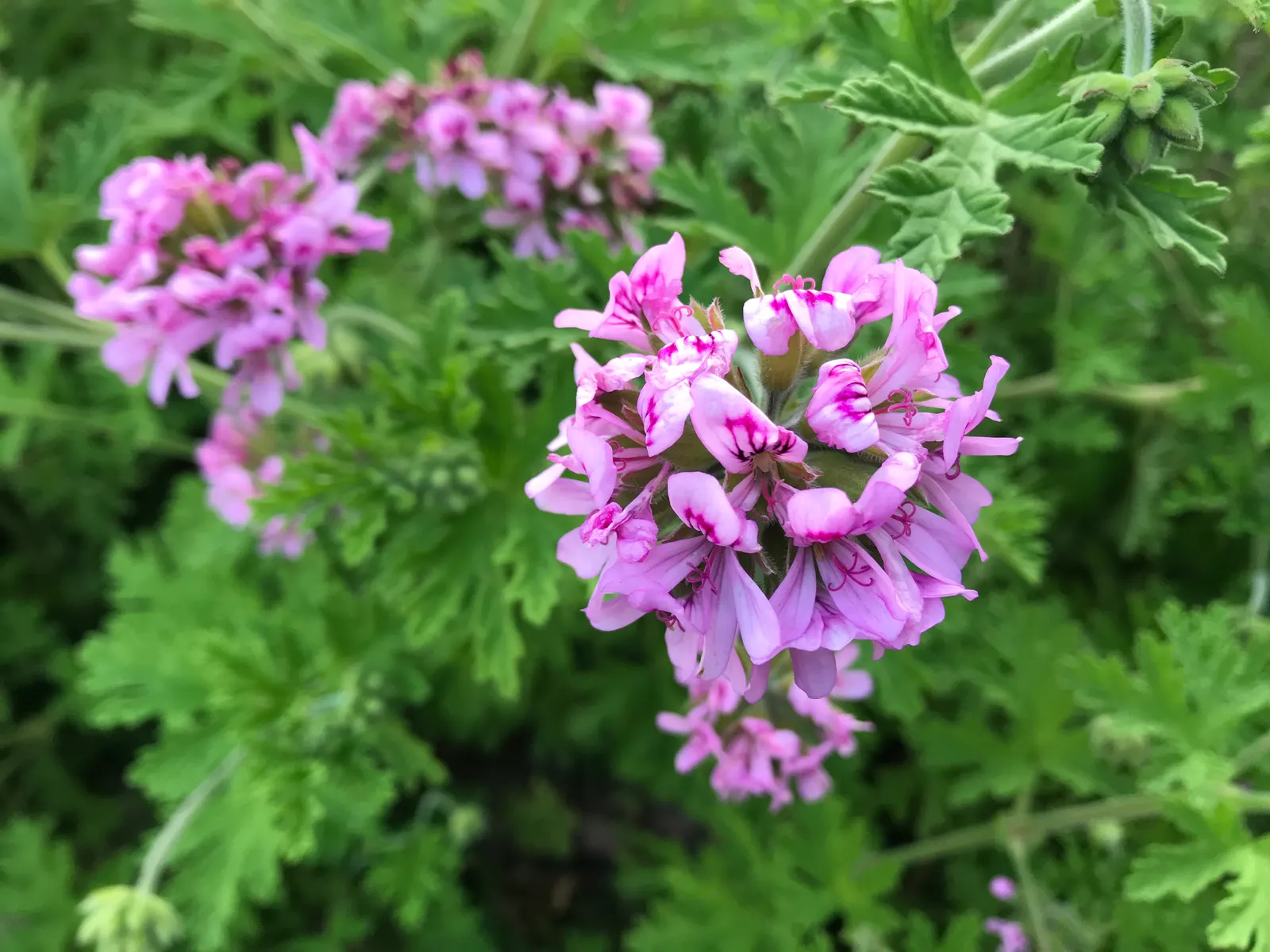 Rose Geranium (Pelargonium Graveolens) — it requires regular watering and occasional pruning to maintain shape and promote bushier growth; it fares, image 50