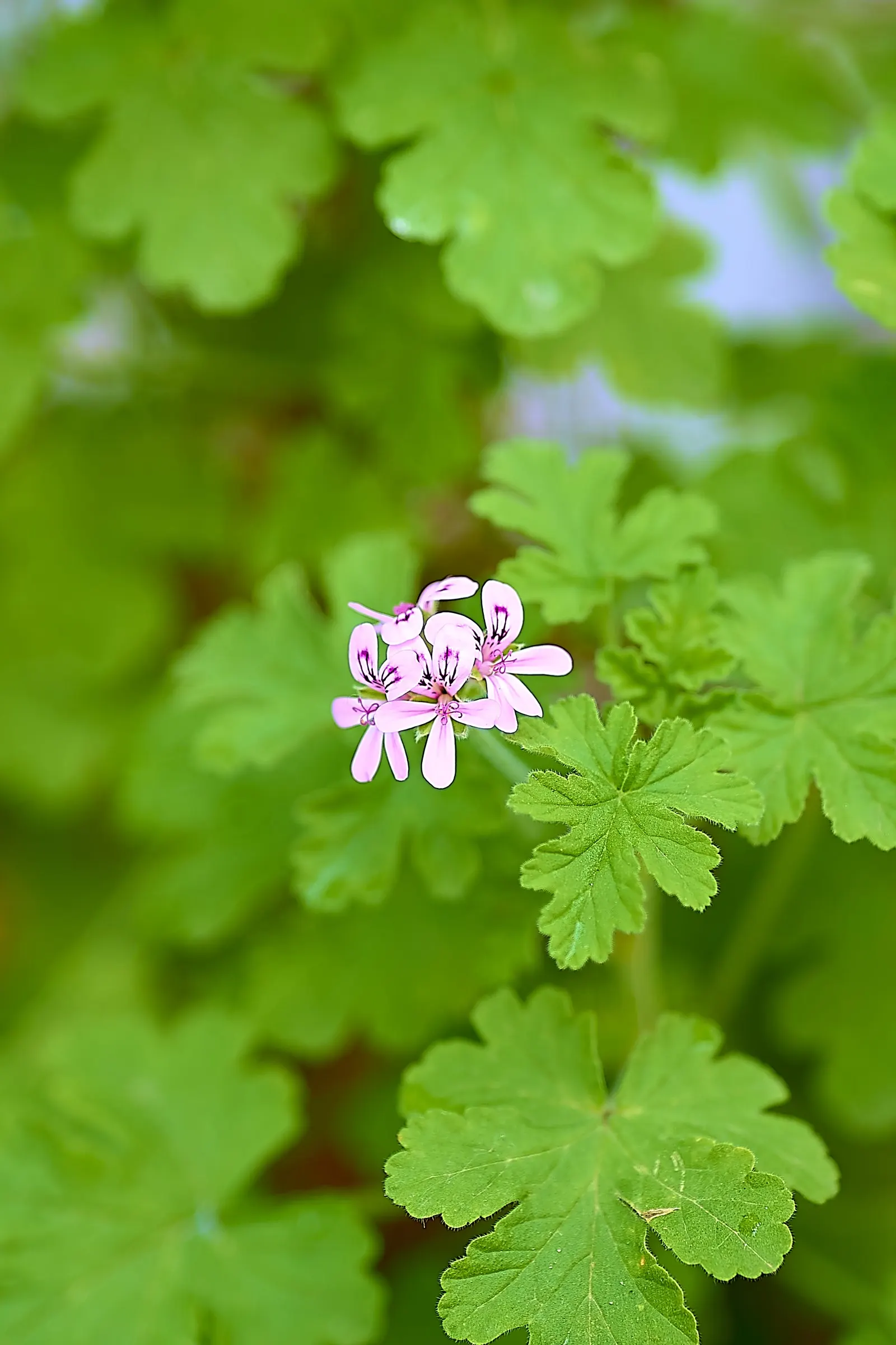 Rose Geranium (Pelargonium Graveolens) — Pelargonium graveolens, or Rose Geranium, is a fragrant perennial shrub reaching 2-3 feet tall and wide