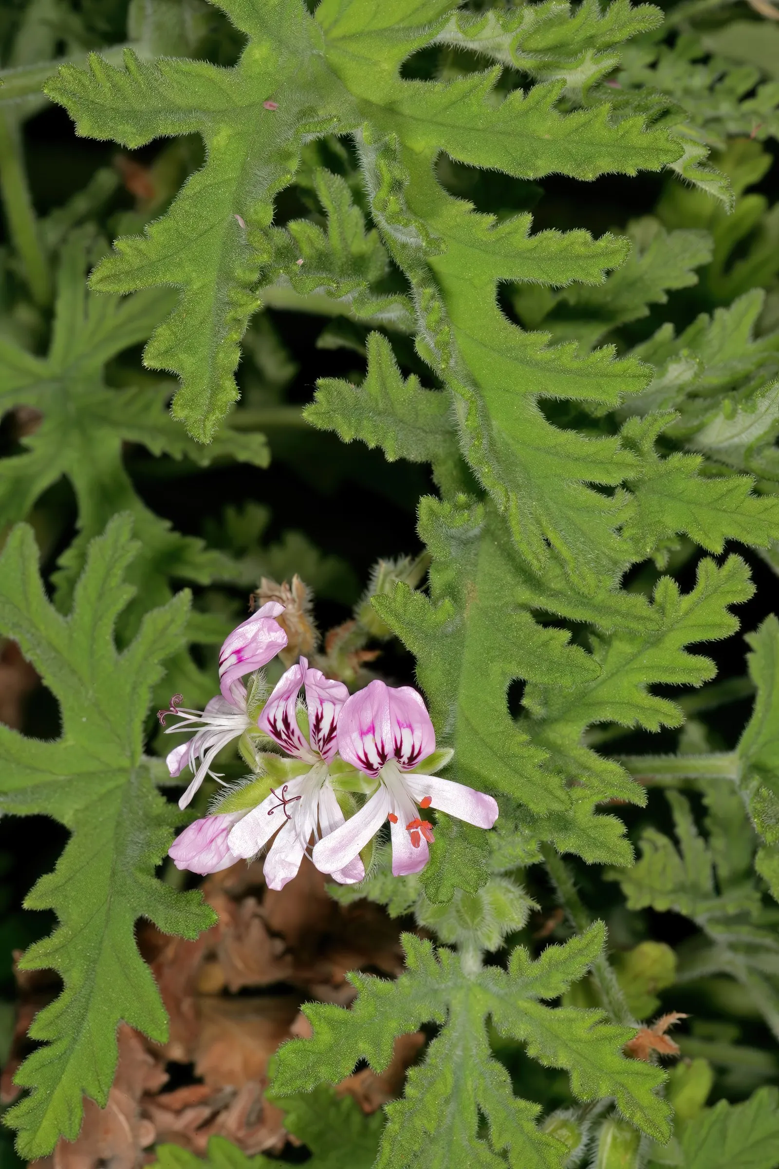 Rose Geranium (Pelargonium Graveolens) — the foliage can be used for essential oils; ideal for borders and scented gardens, image 86