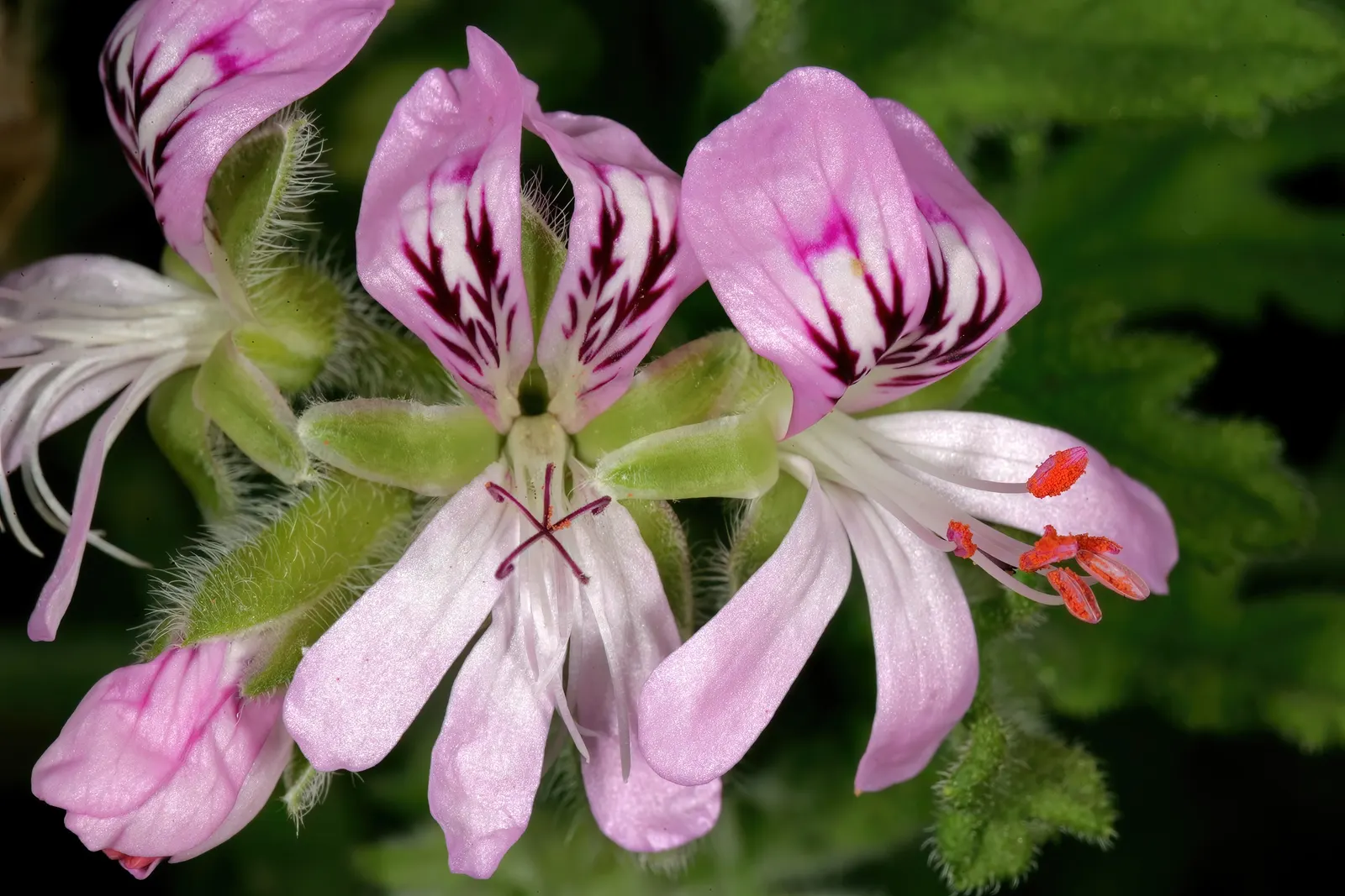 Rose Geranium (Pelargonium Graveolens) — Throughout the warmer months; originating from South Africa, image 55