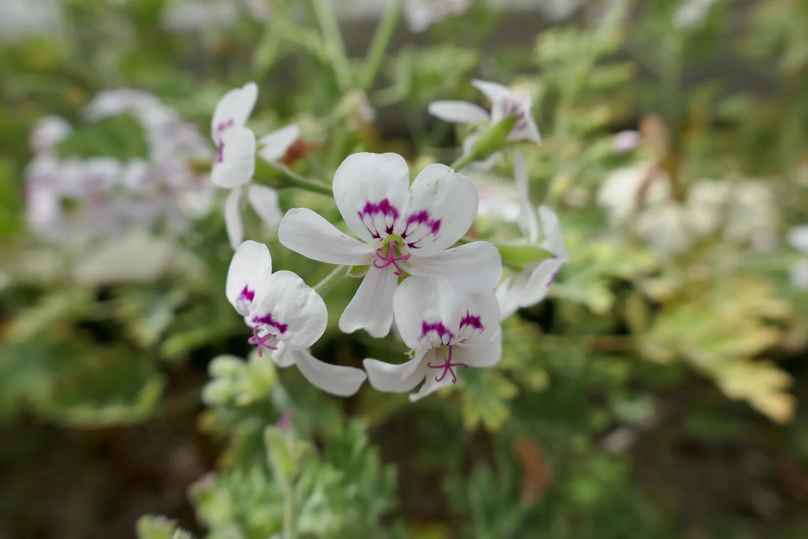 Rose Geranium (Pelargonium Graveolens) — Throughout the warmer months; originating from South Africa