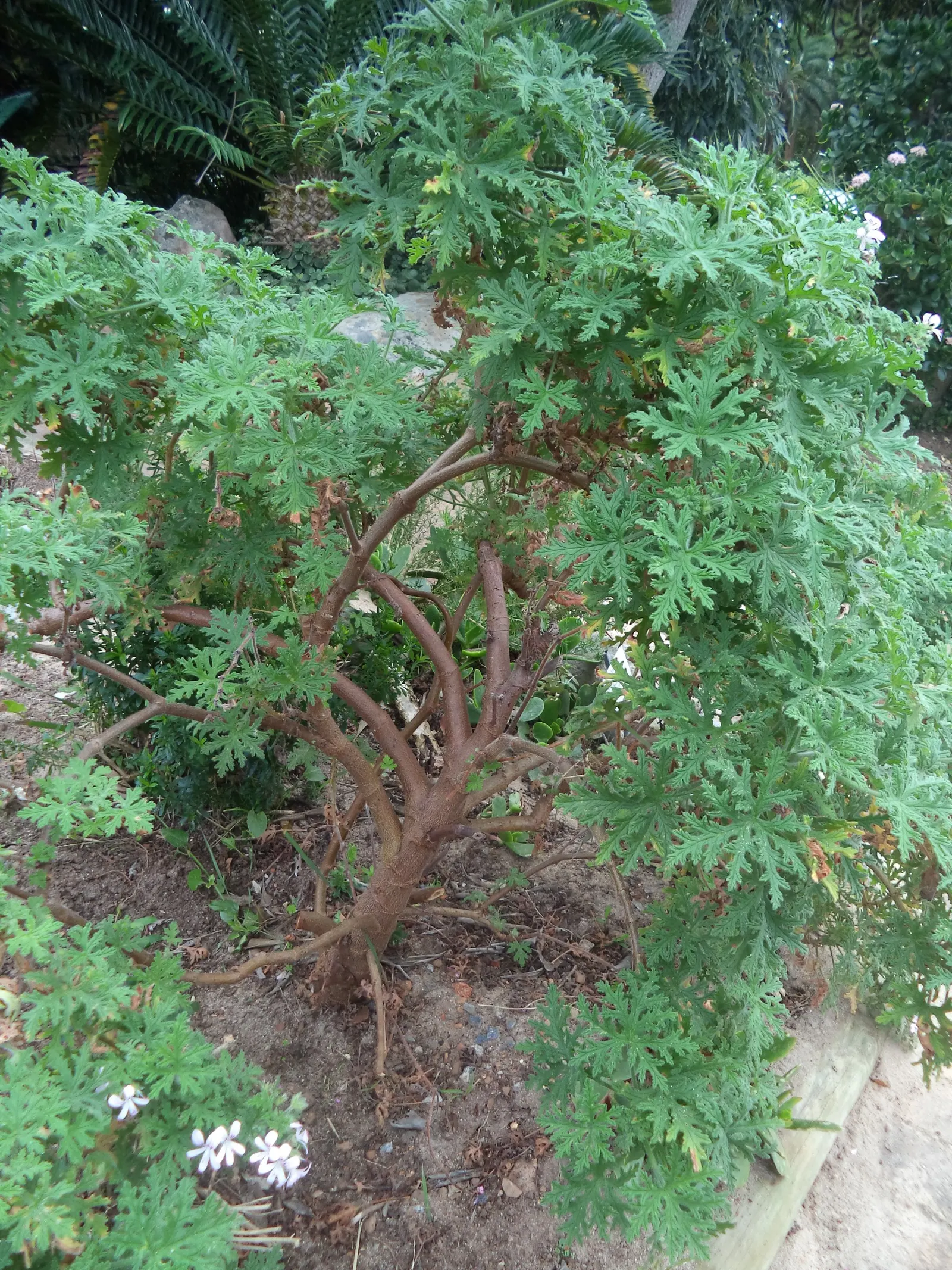 Rose Geranium (Pelargonium Graveolens) — the foliage can be used for essential oils