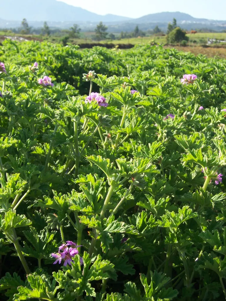 Rose Geranium (Pelargonium Graveolens) — usually from late spring to early fall