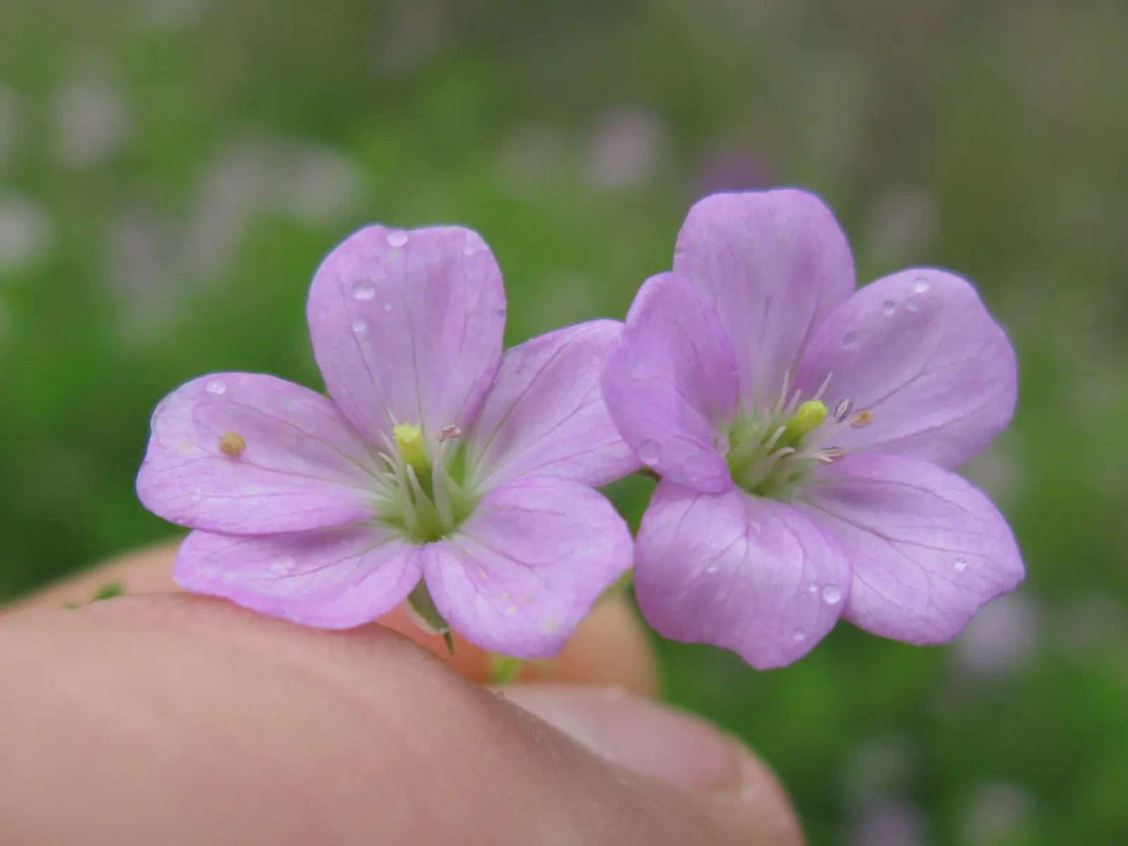 Rose Geranium (Pelargonium Graveolens) — Throughout the warmer months