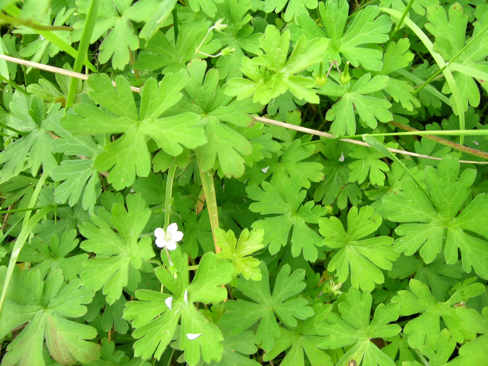 Rose Geranium (Pelargonium Graveolens) — it boasts clusters of small pink flowers that add a subtle splash of color to garden spaces; ground cover / herb for