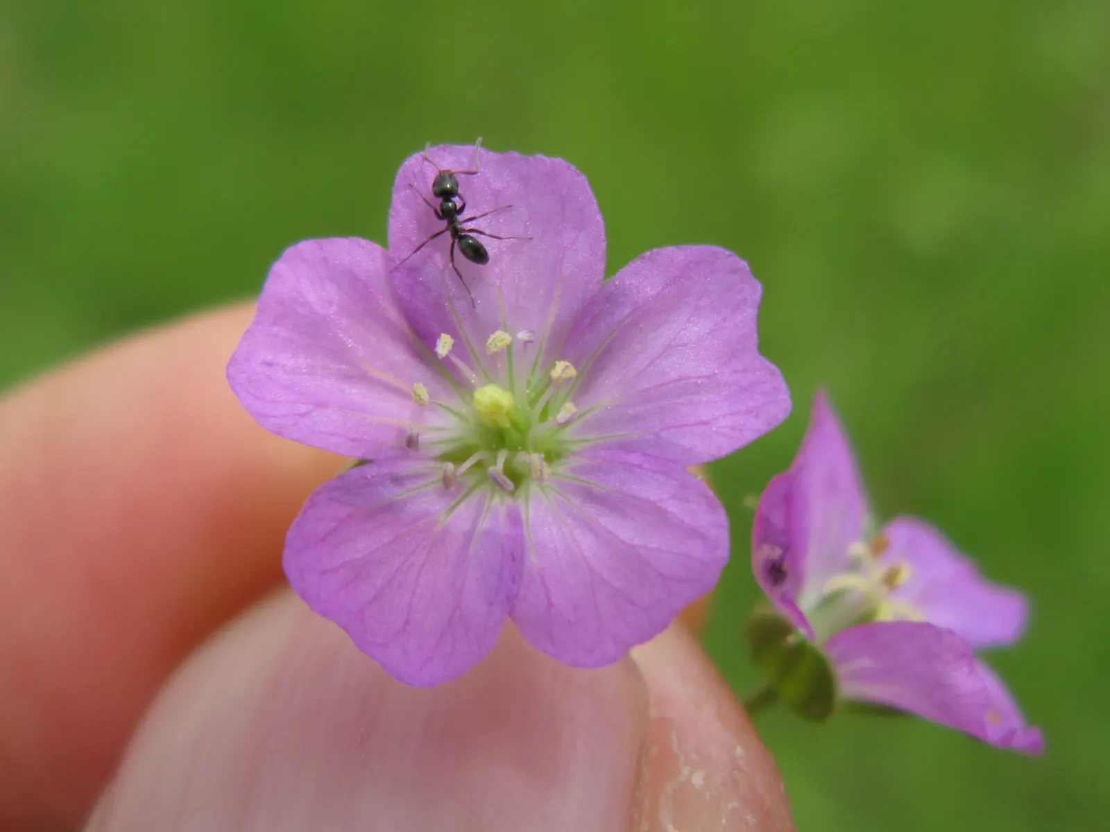 Rose Geranium (Pelargonium Graveolens) — soft green leaves with a velvety texture; pelargonium graveolens, or Rose Geranium, is a fragrant, image 98