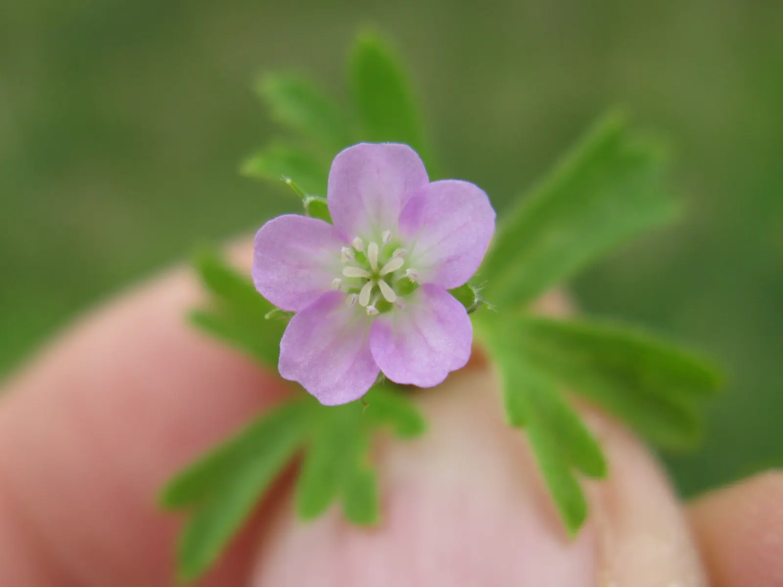 Rose Geranium (Pelargonium Graveolens) — the foliage can be used for essential oils; ideal for borders and scented gardens