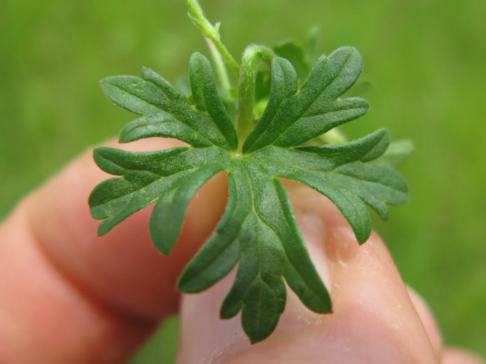 Rose Geranium (Pelargonium Graveolens) — loamy soil with a neutral to slightly acidic pH; it boasts clusters of small pink flowers that add a subtle splash of