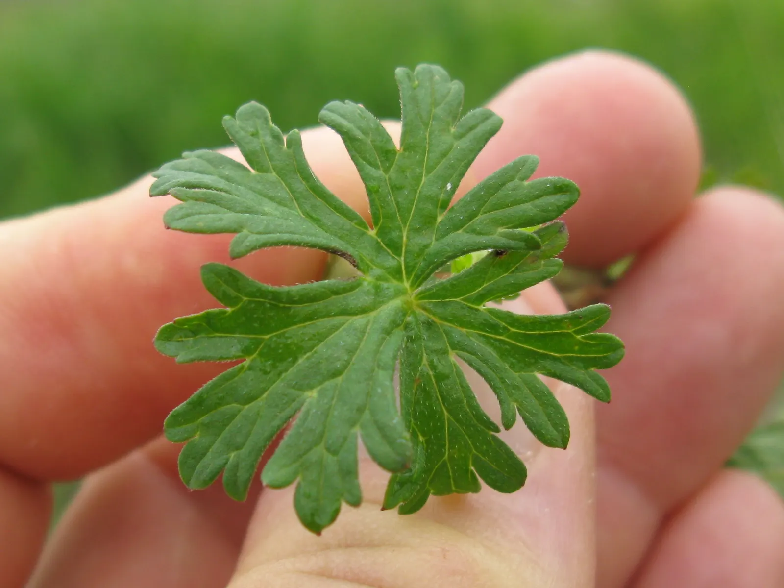 Rose Geranium (Pelargonium Graveolens) — Ideal for borders and scented gardens; soft green leaves with a velvety texture, image 71