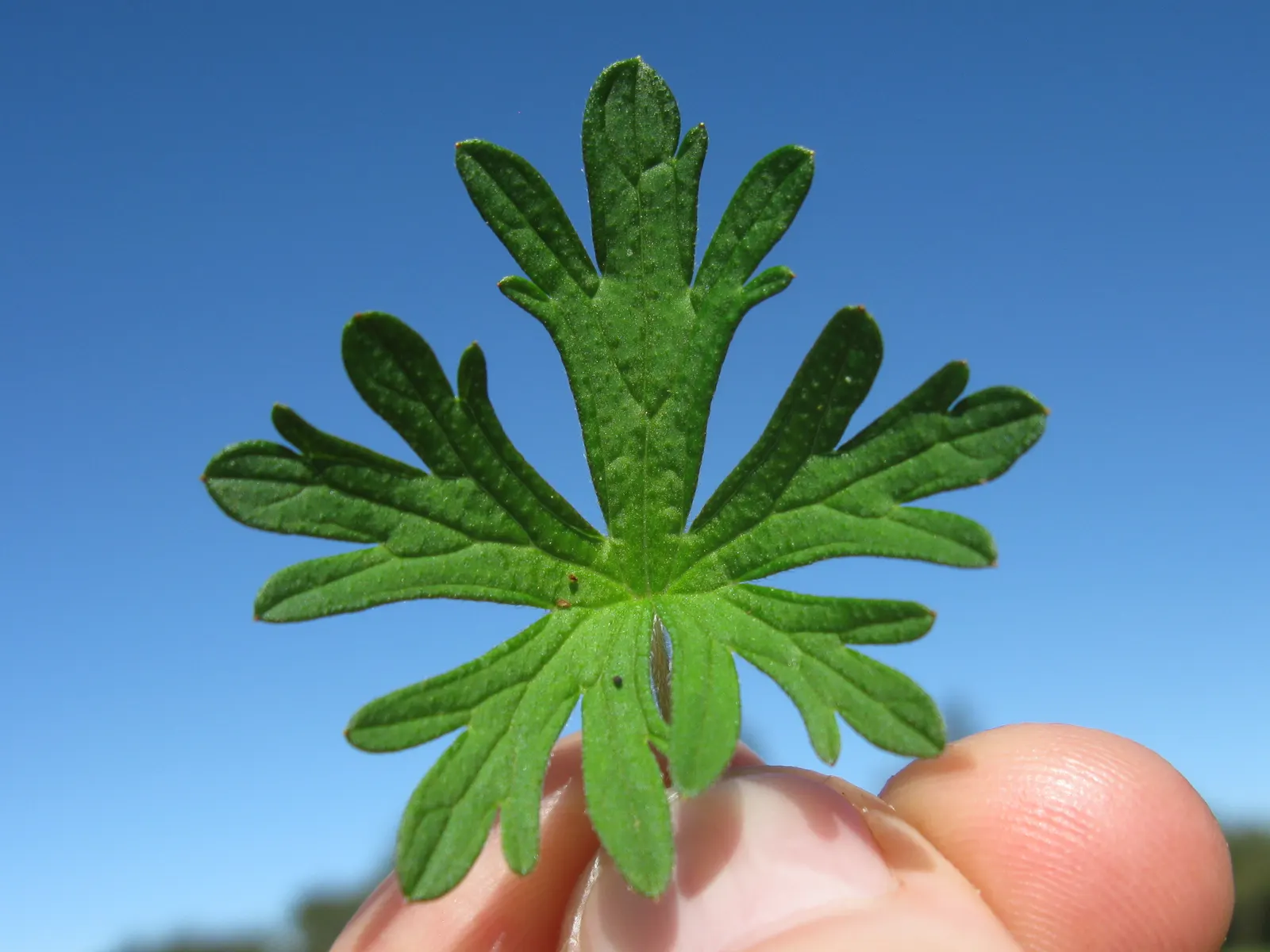 Rose Geranium (Pelargonium Graveolens) — this plant features deeply lobed; due to its tolerance for occasional dry spells, image 97