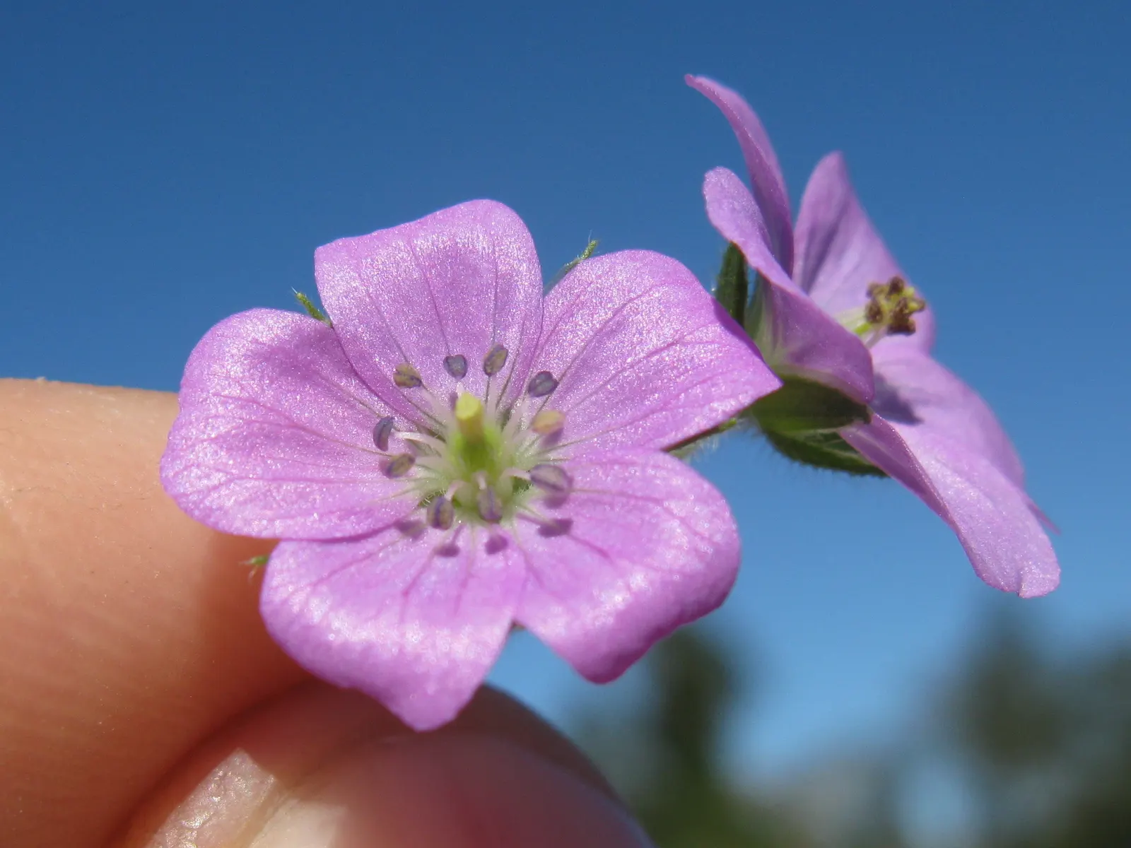 Rose Geranium (Pelargonium Graveolens) — Originating from South Africa; this plant features deeply lobed, image 52