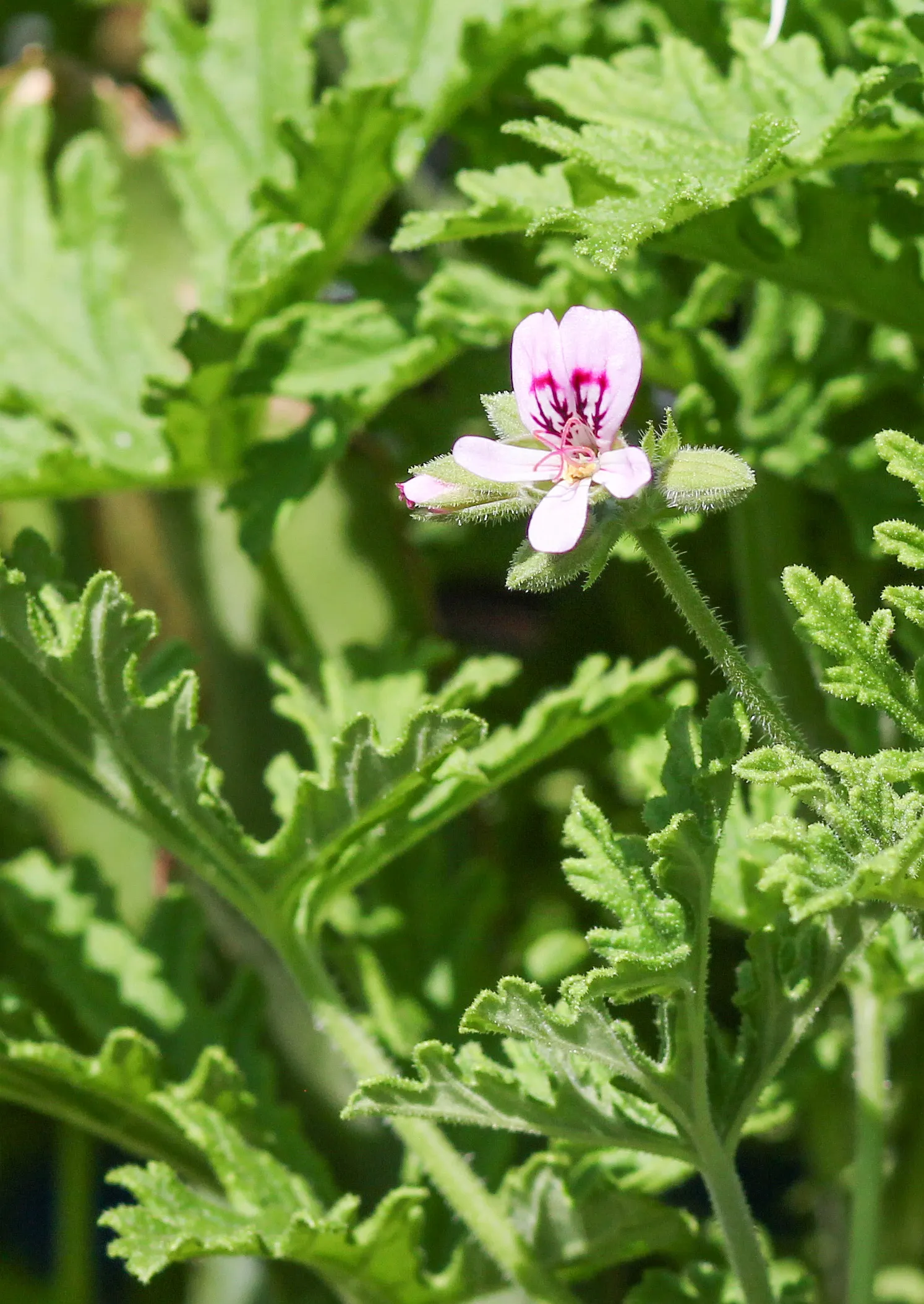 Rose Geranium (Pelargonium Graveolens) — where the fragrance can be enjoyed; the foliage can be used for essential oils