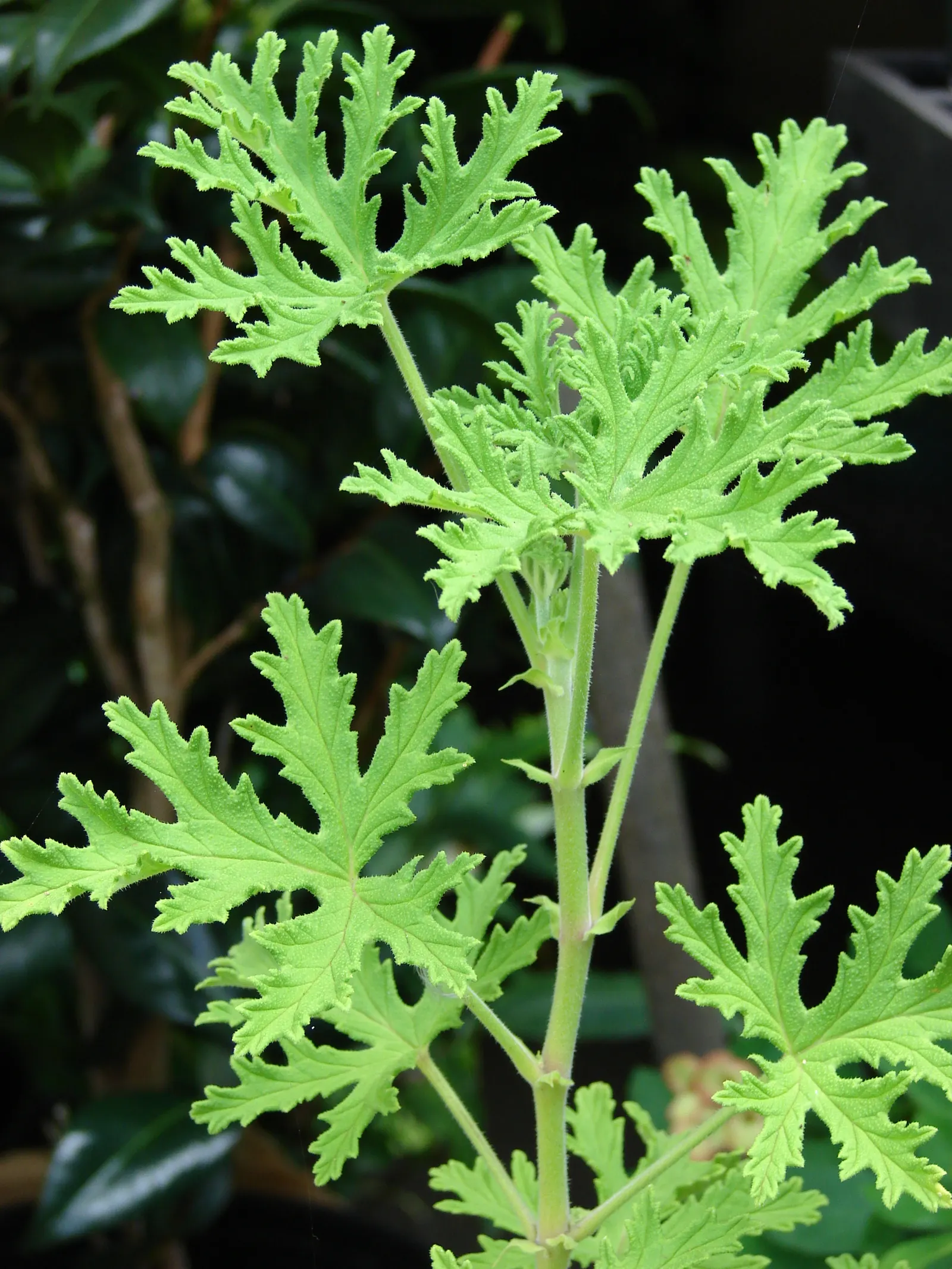 Rose Geranium (Pelargonium Graveolens) — It enjoys full to partial sunlight; scientifically named Pelargonium graveolens, image 58