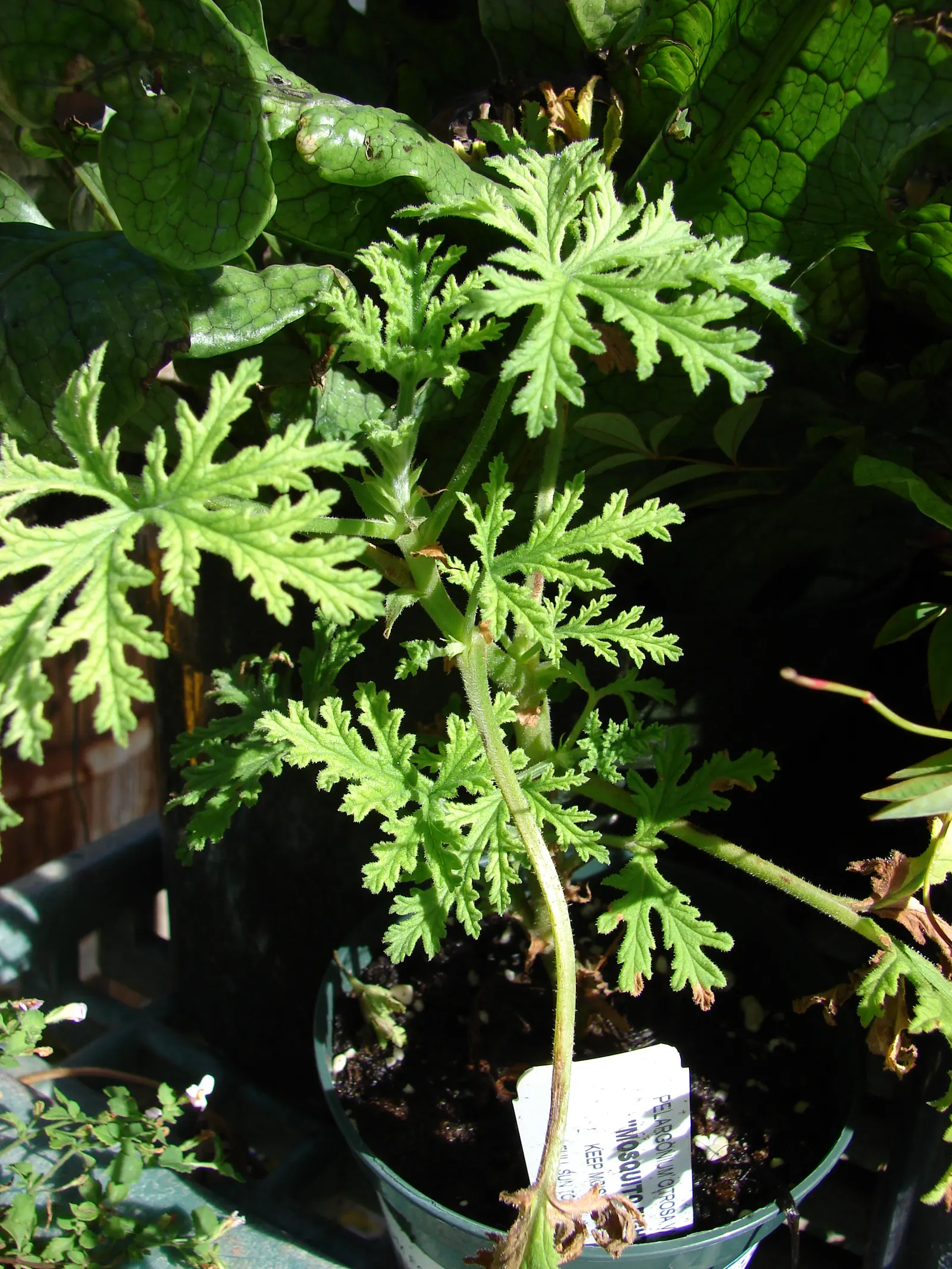 Rose Geranium (Pelargonium Graveolens) — it boasts clusters of small pink flowers that add a subtle splash of color to garden spaces; ground cover, image 101