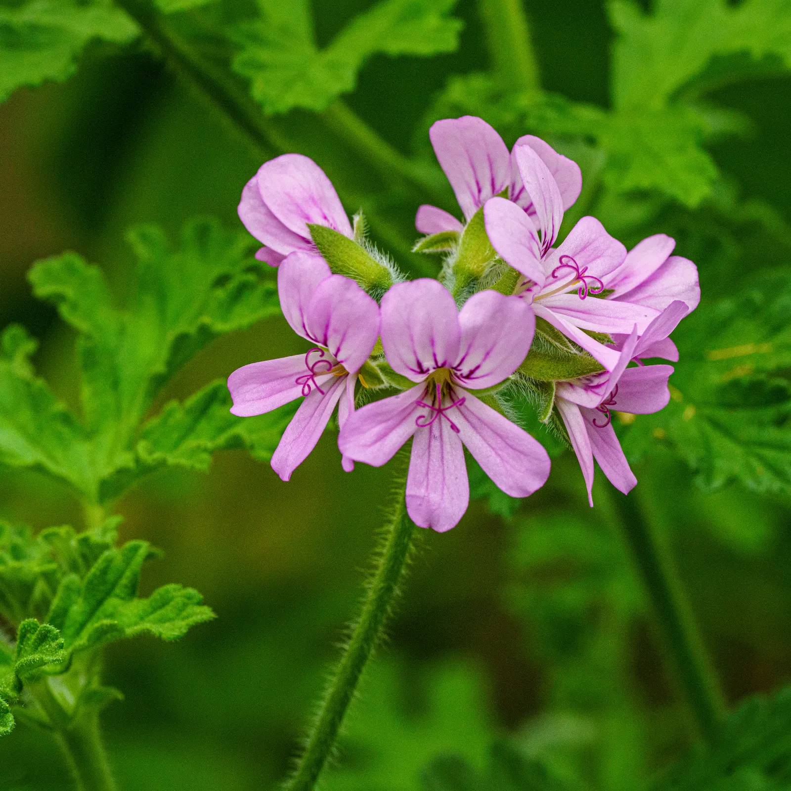 Rose Geranium (Pelargonium Graveolens) — providing clients with a multifunctional plant in their landscape; usually from late spring to early fall, image 87