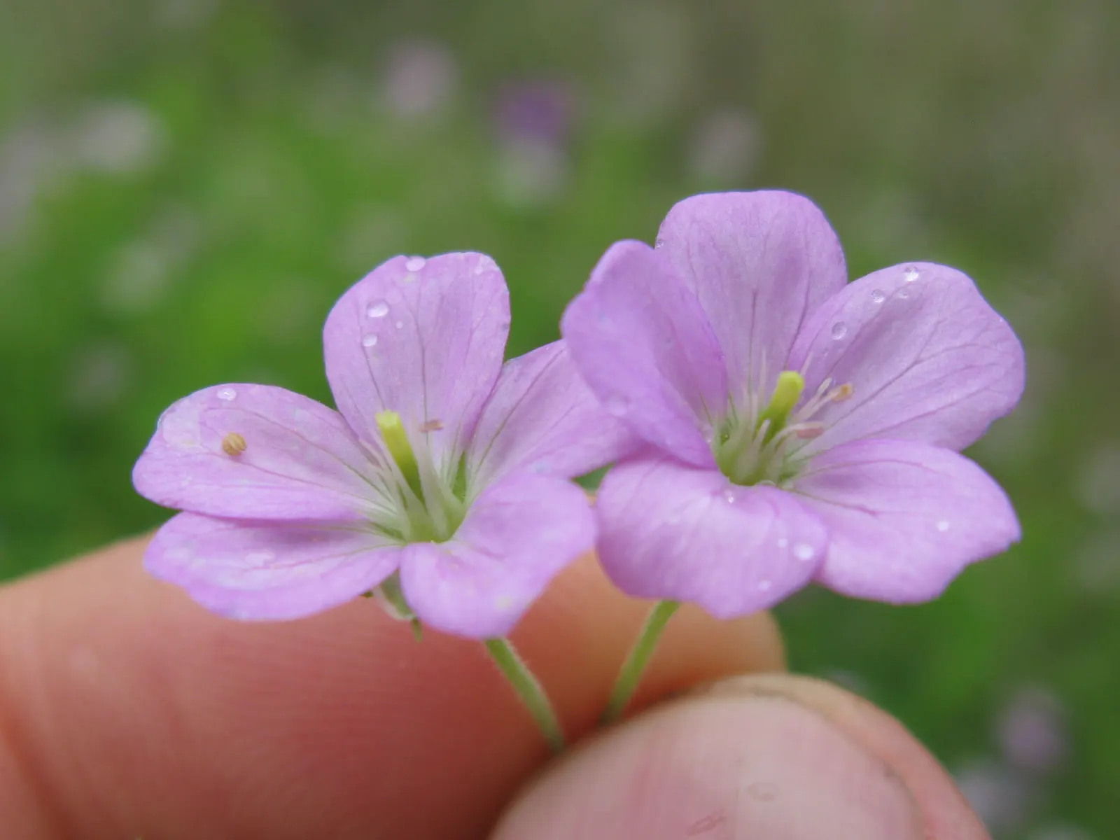 Rose Geranium (Pelargonium Graveolens) — it fares well in zones 10-11 and can be planted in well-draining; it requires regular watering and, image 61