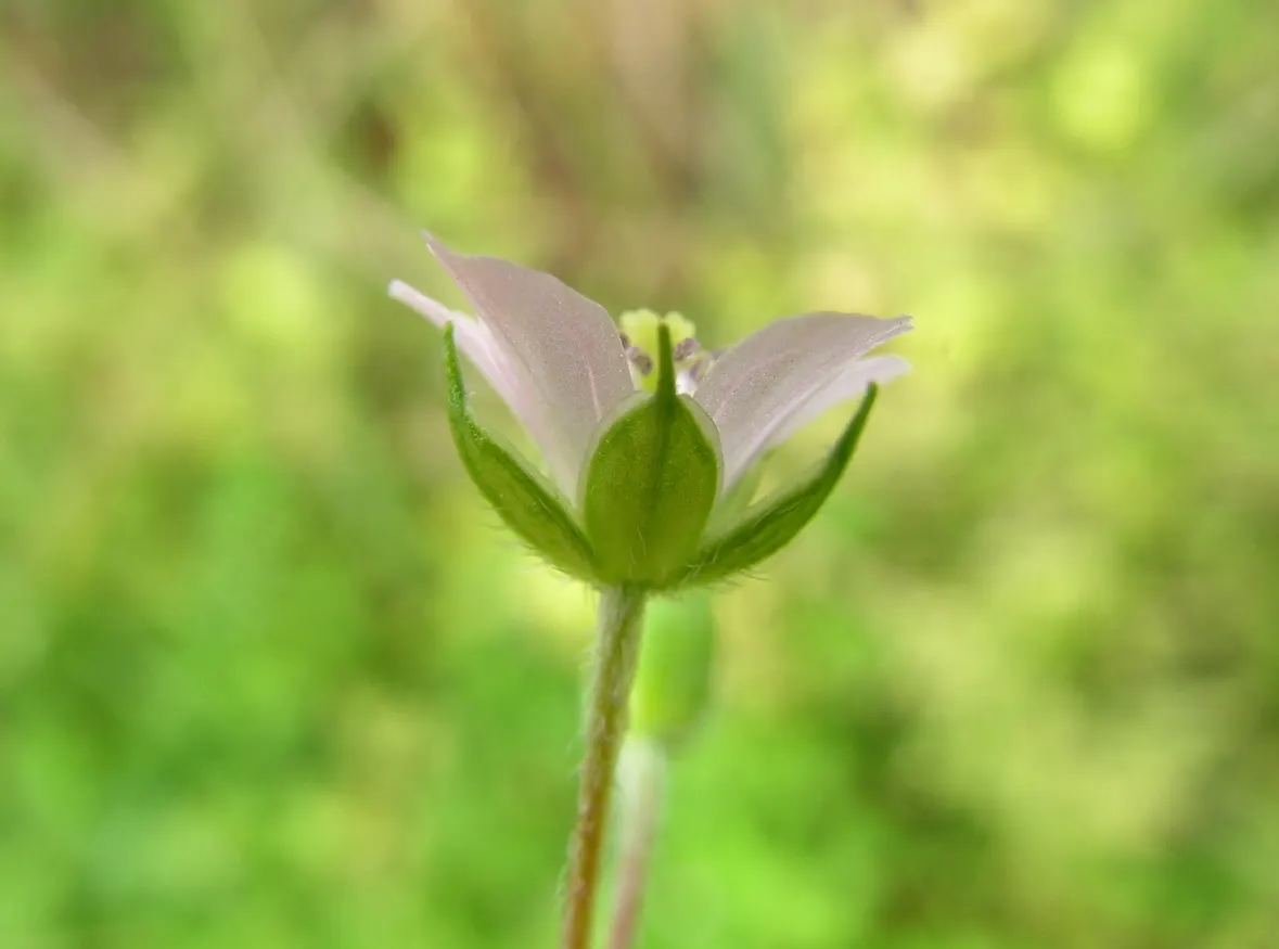 Rose Geranium (Pelargonium Graveolens) — it requires regular watering and occasional pruning to maintain shape and promote bushier growth; it fares well in
