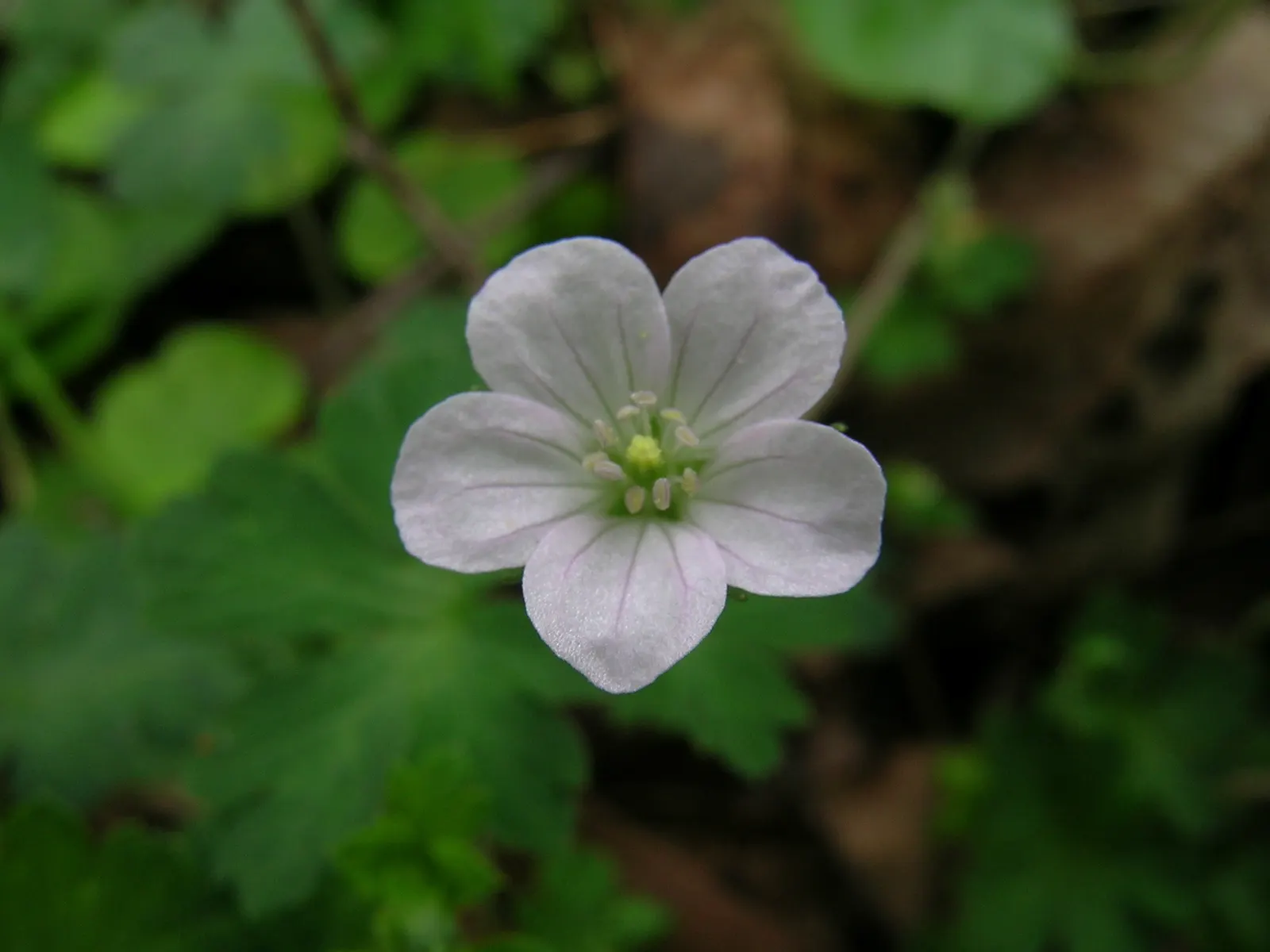 Rose Geranium (Pelargonium Graveolens) — It enjoys full to partial sunlight; scientifically named Pelargonium graveolens, image 80