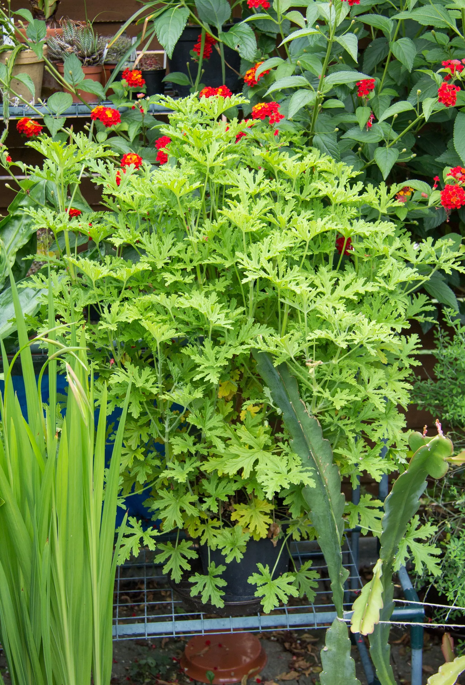 Rose Geranium (Pelargonium Graveolens) — It enjoys full to partial sunlight; scientifically named Pelargonium graveolens