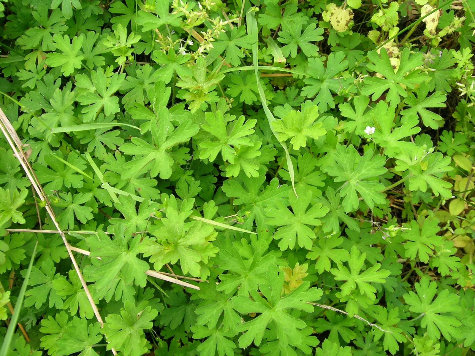 Rose Geranium (Pelargonium Graveolens) — it requires regular watering and occasional pruning to maintain shape and promote bushier growth